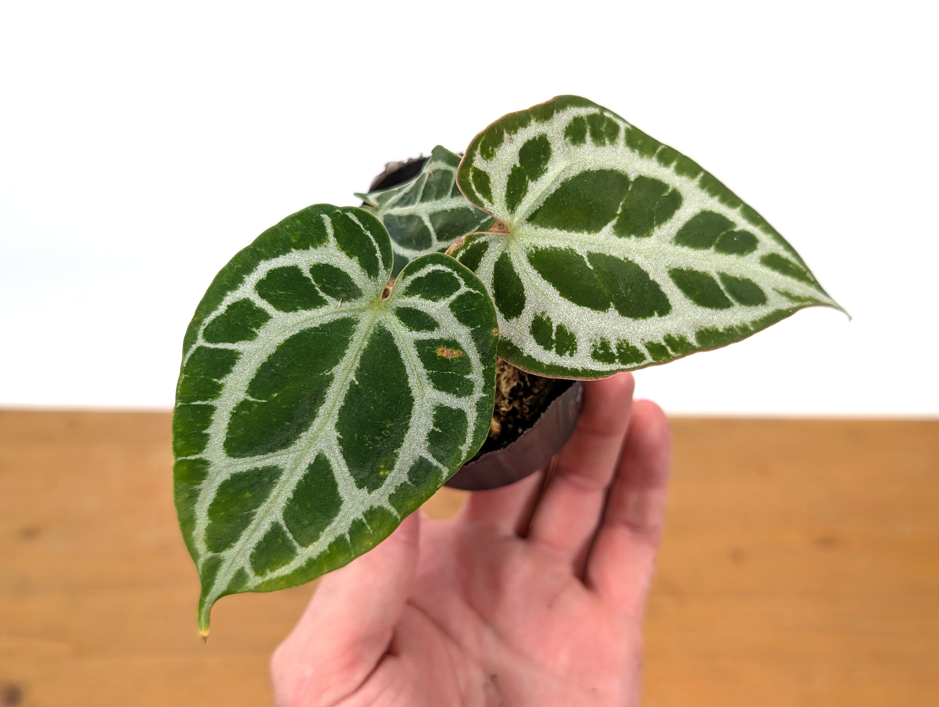 Anthurium Crystallinum "Silver"