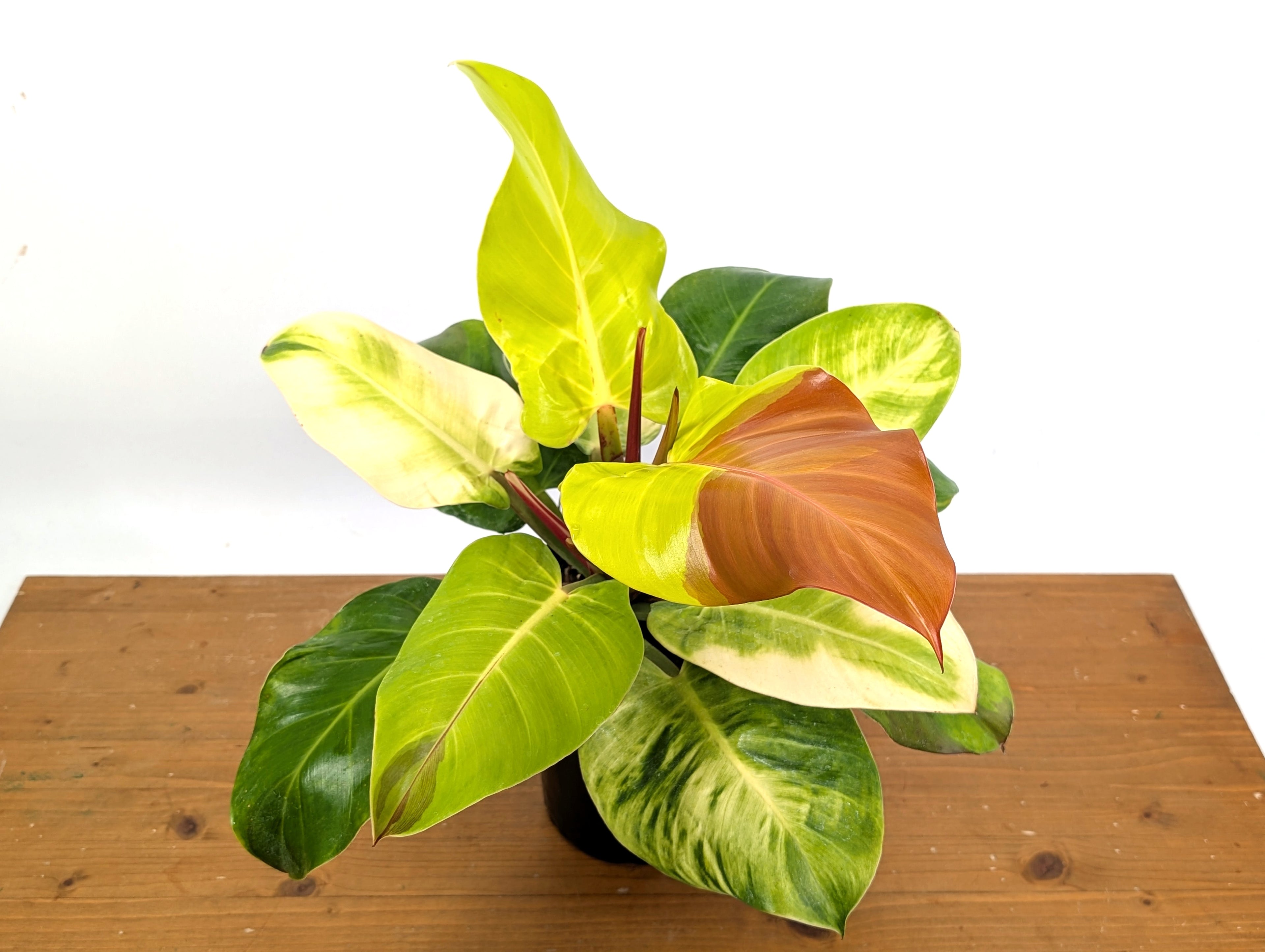 Philodendron Yellow Flame Variegated