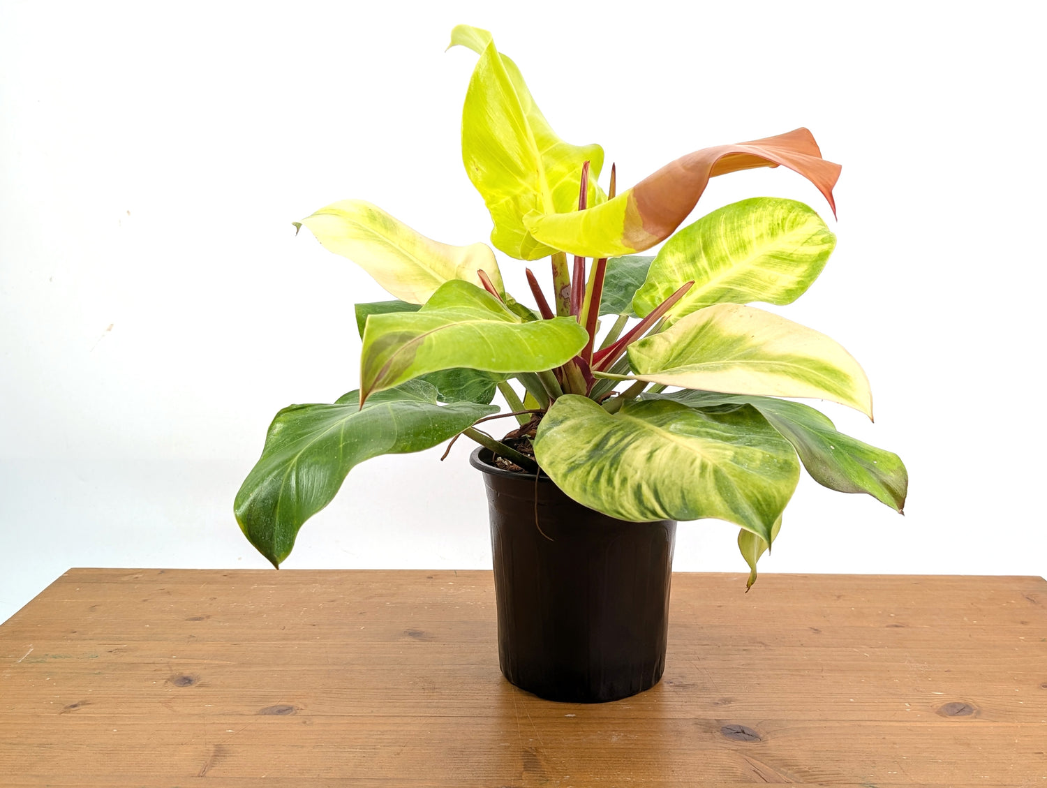 Philodendron Yellow Flame Variegated