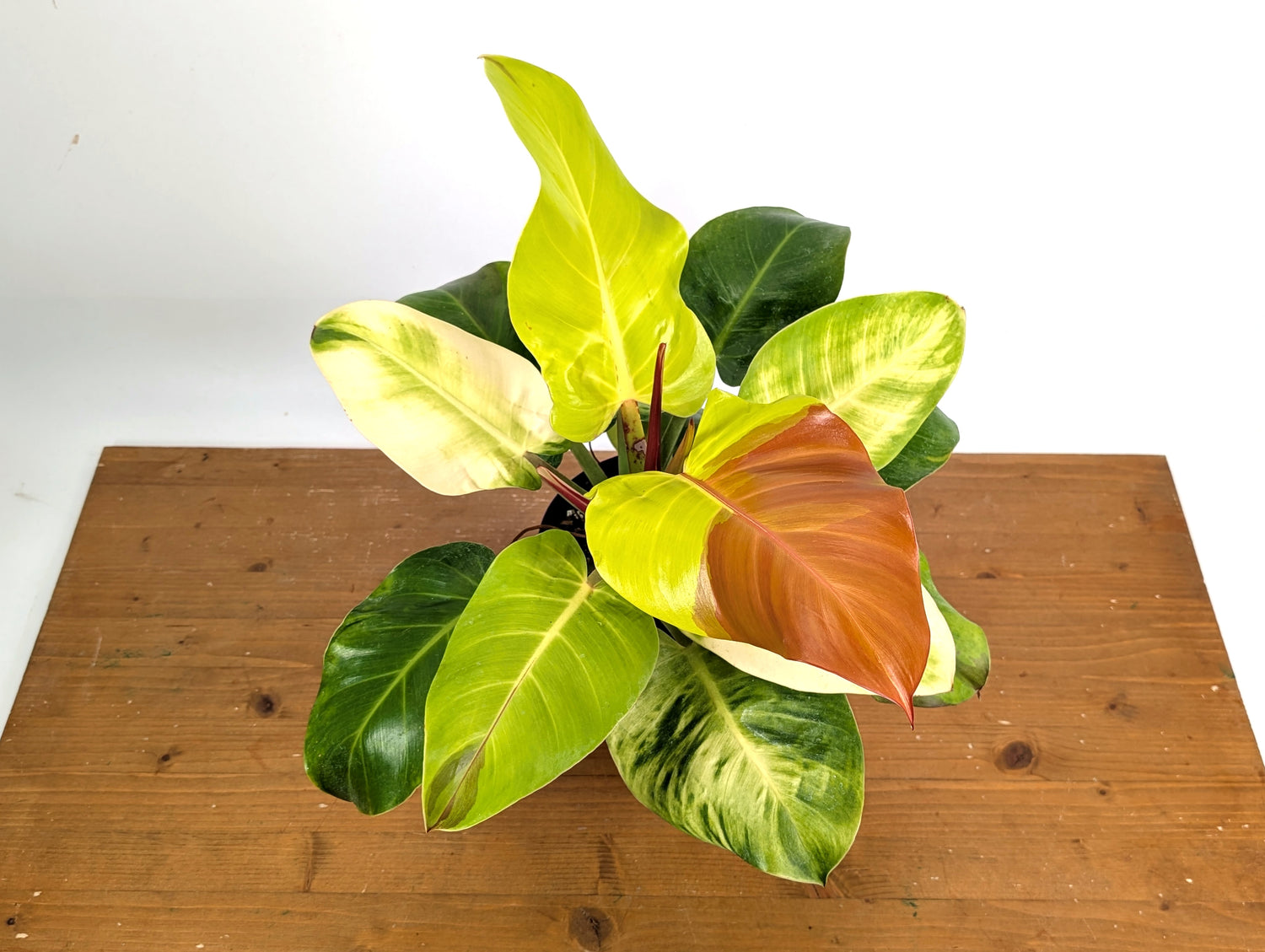 Philodendron Yellow Flame Variegated