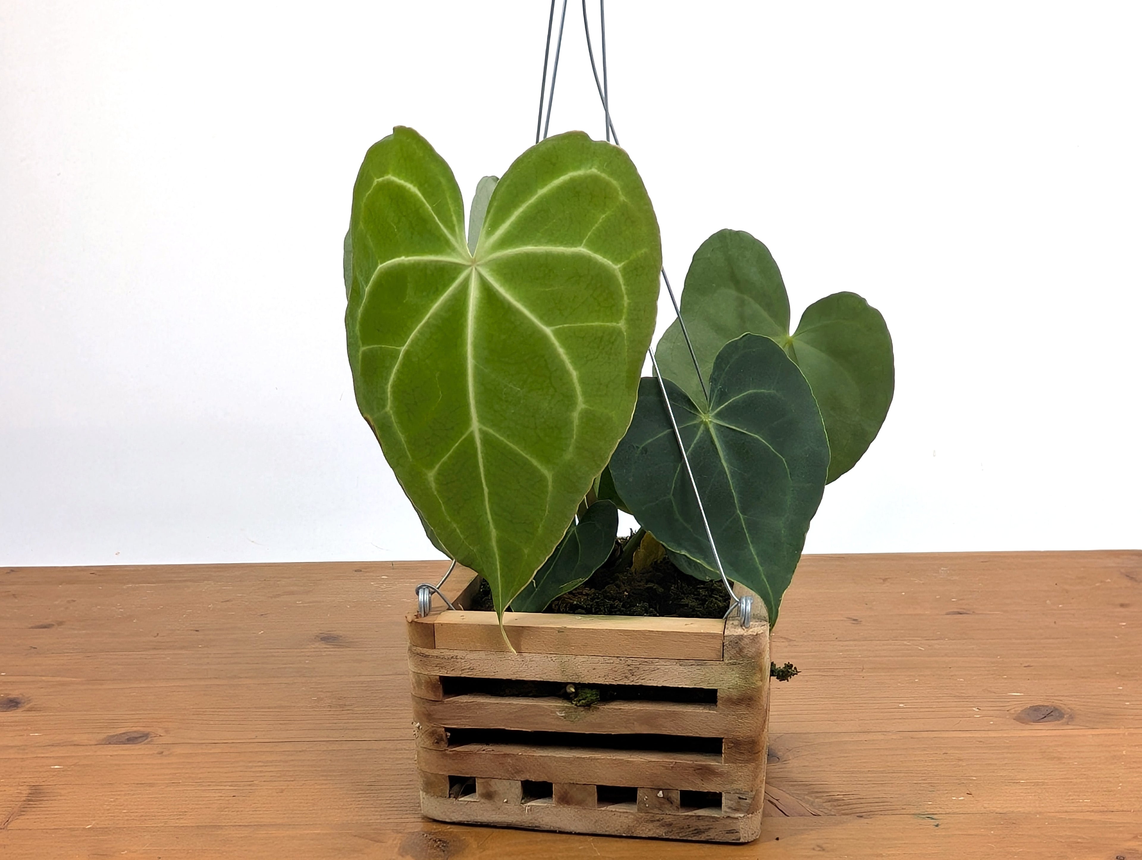 Anthurium Clarinervium