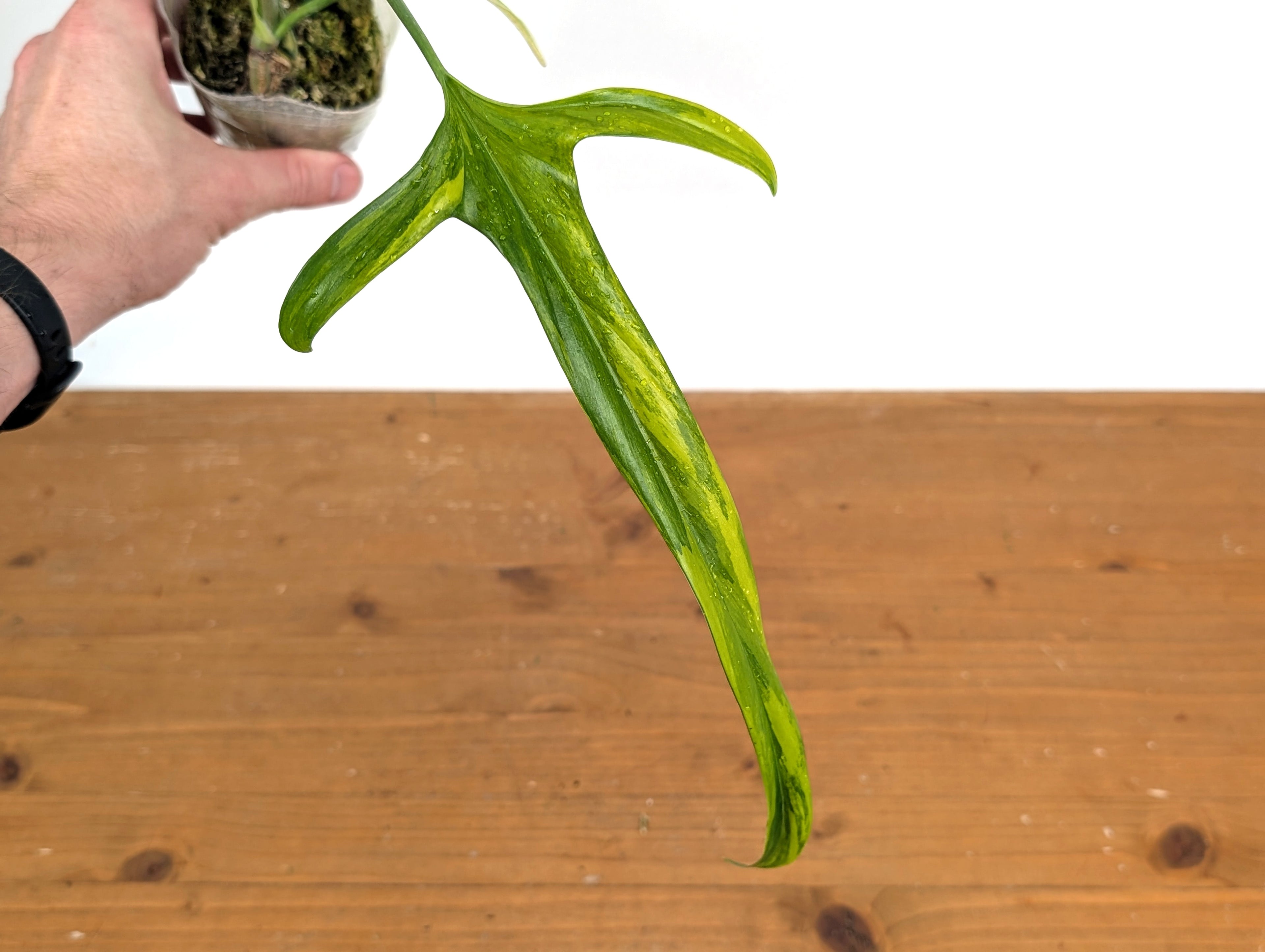 Variegated Philodendron Paloraense - 4 leaves