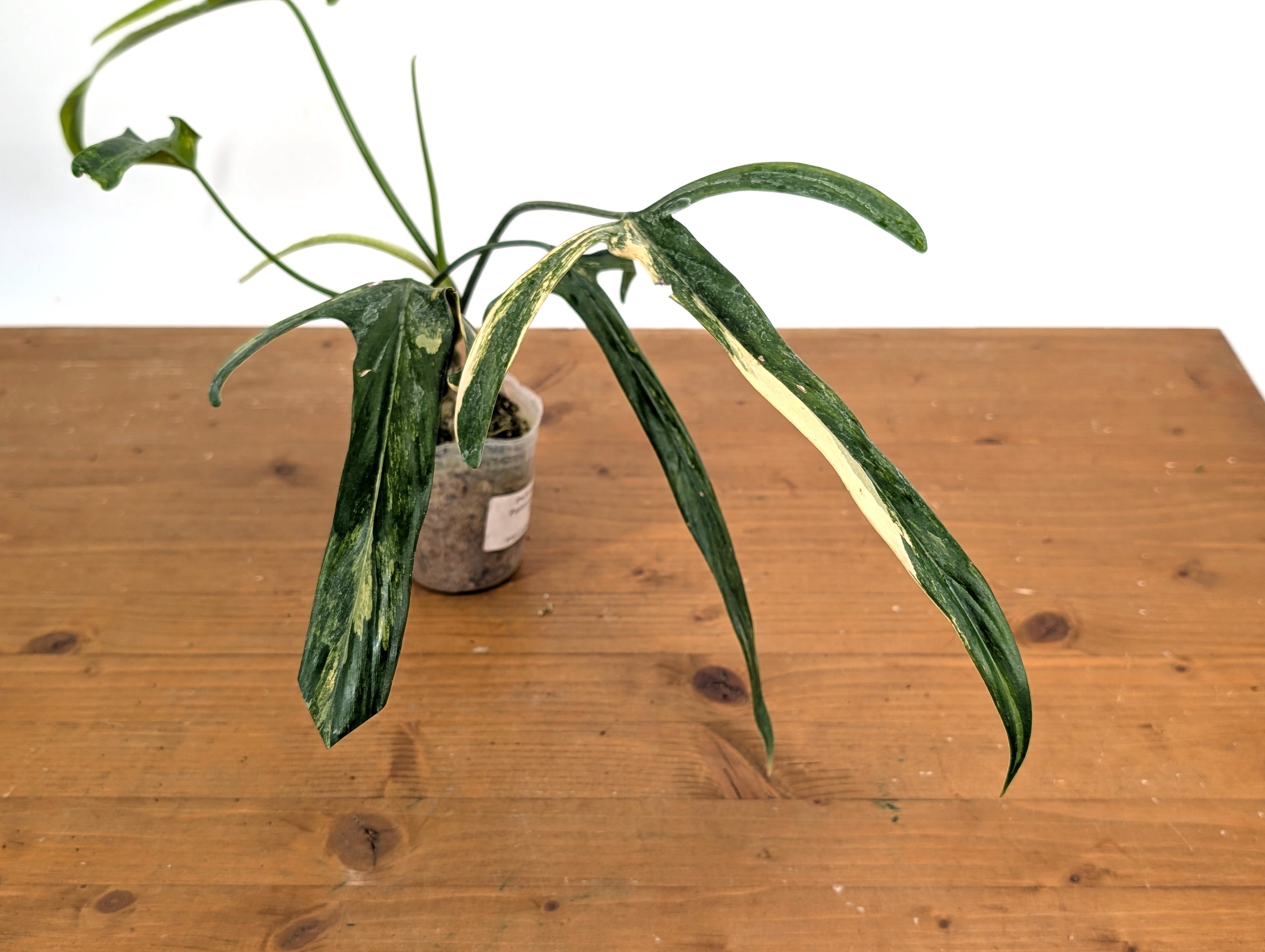 Variegated Philodendron Paloraense - 4 leaves