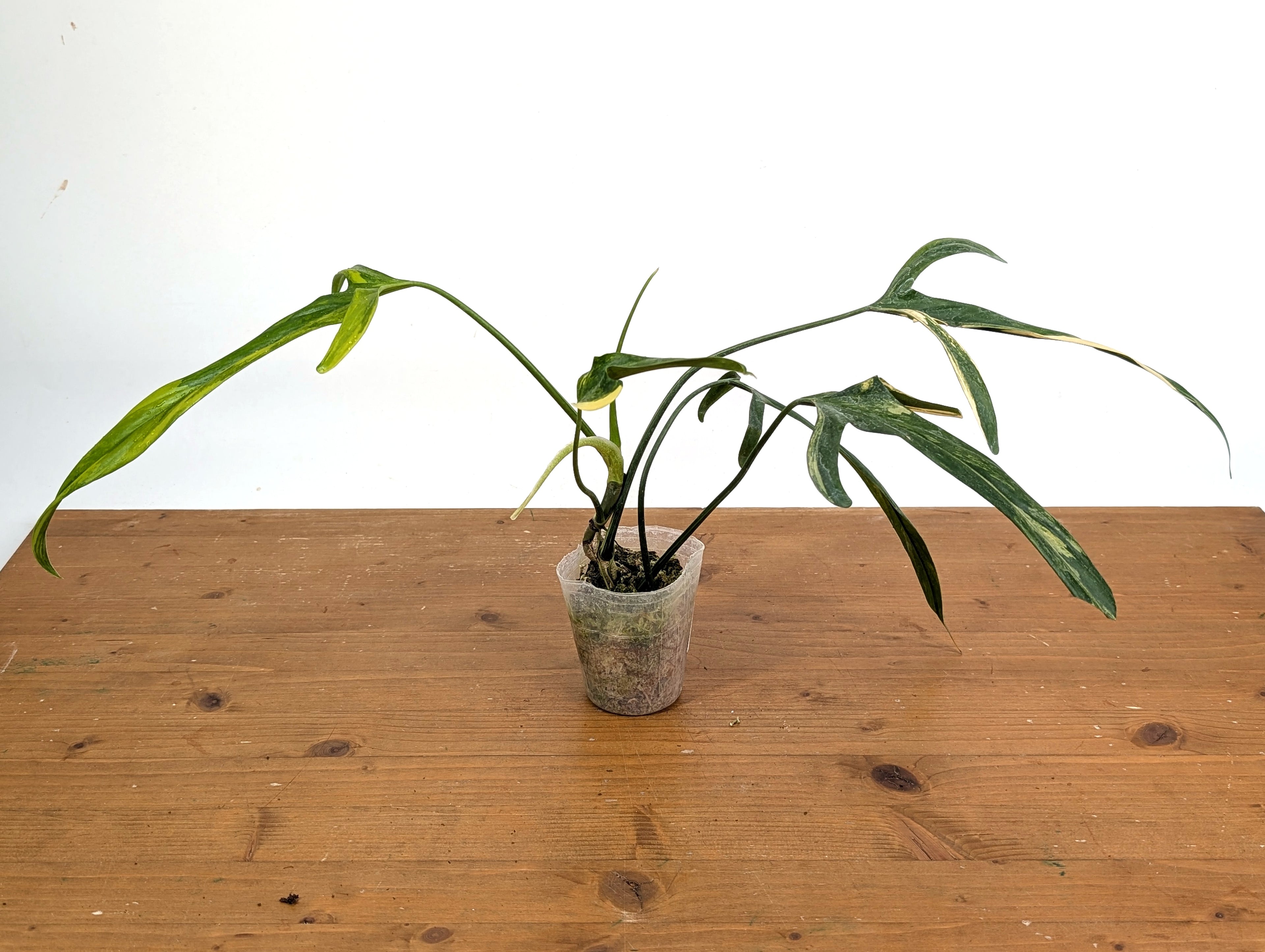 Variegated Philodendron Paloraense - 4 leaves