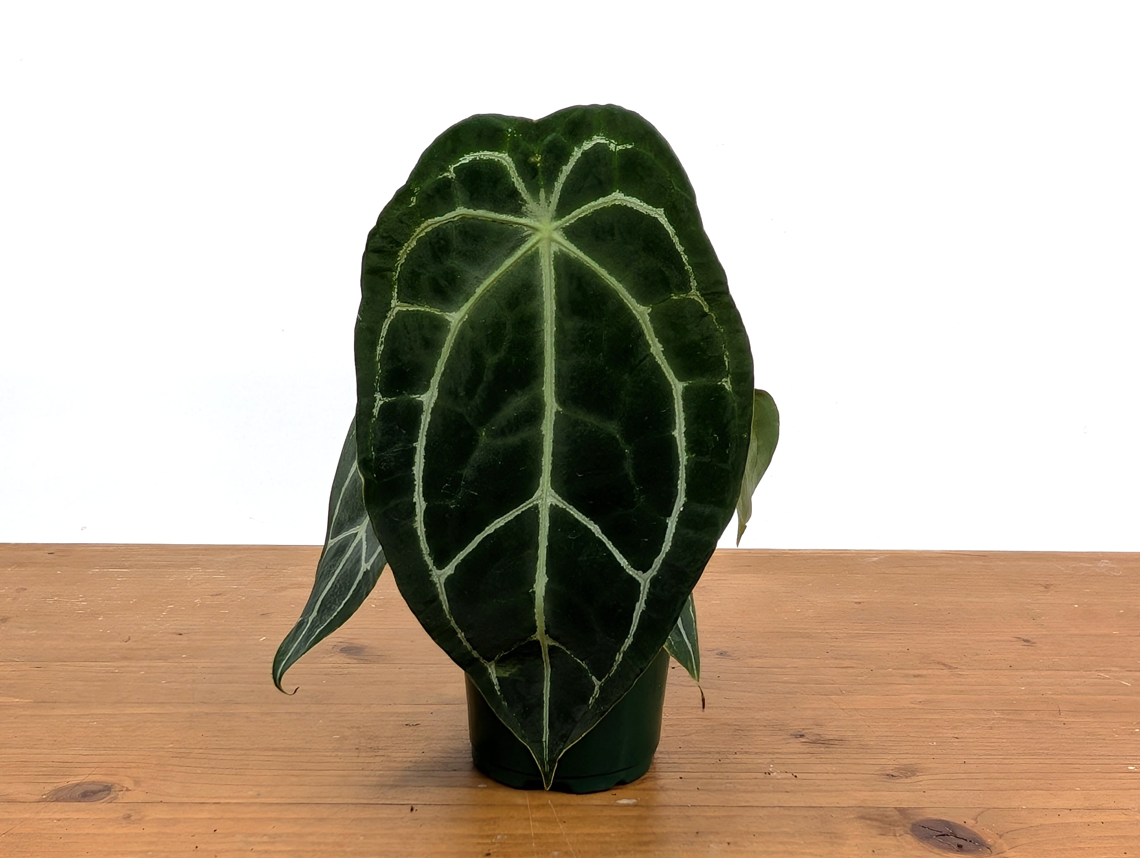 Anthurium Forgetii x Crystallinum