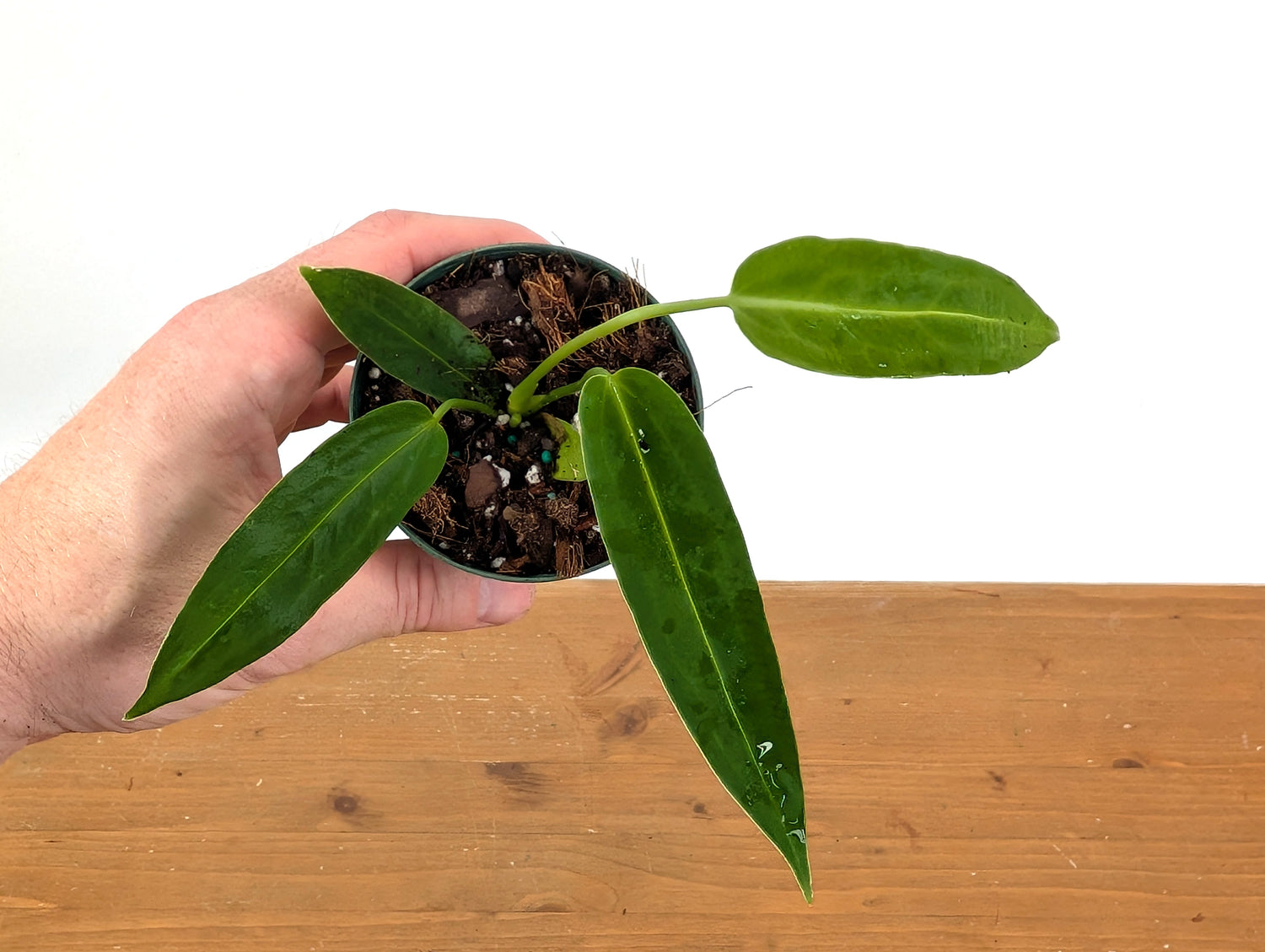 Anthurium Warocqueanum Queen (Juvenile)