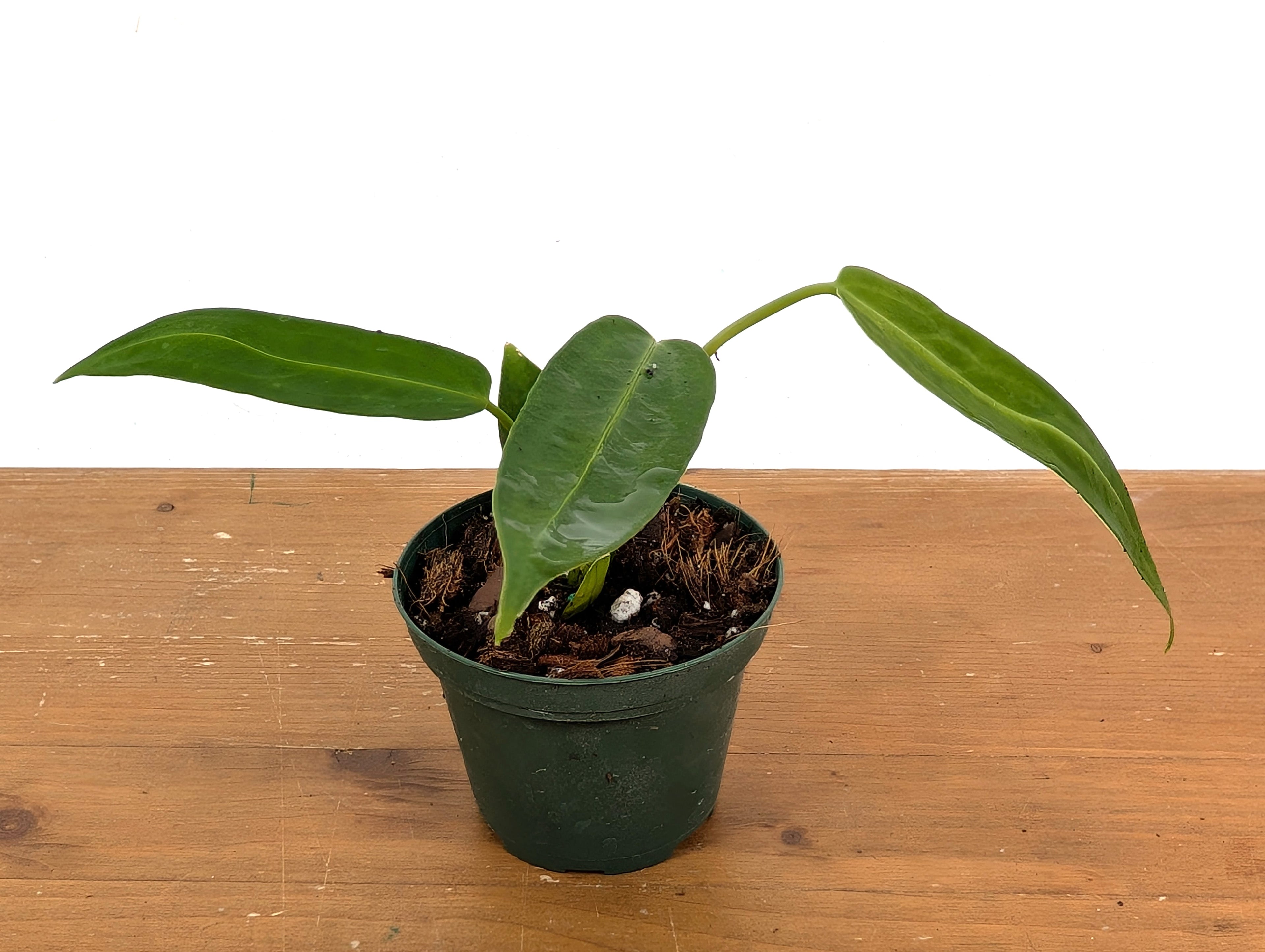 Anthurium Warocqueanum Queen (Juvenile)