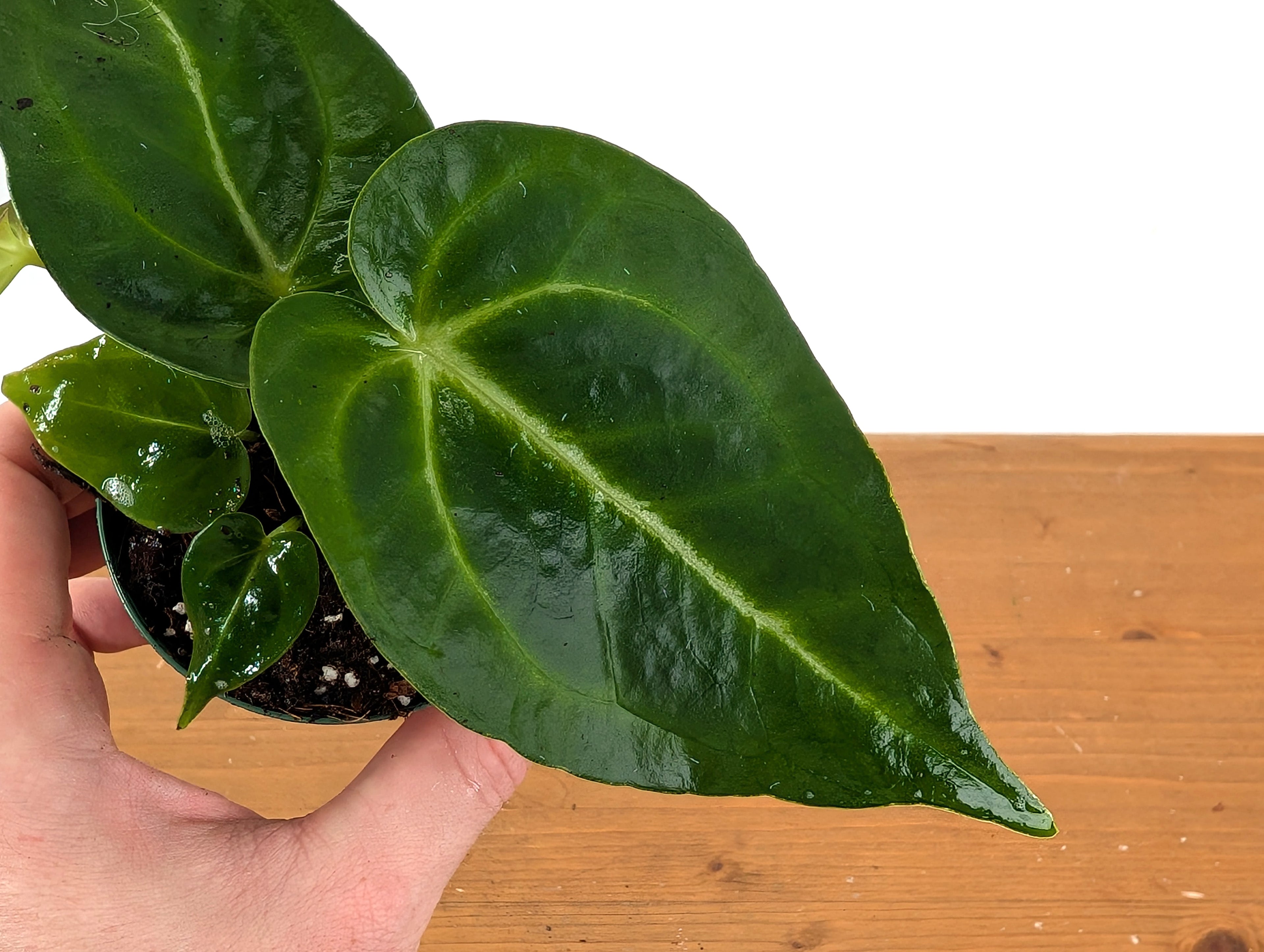 Anthurium Magnificum