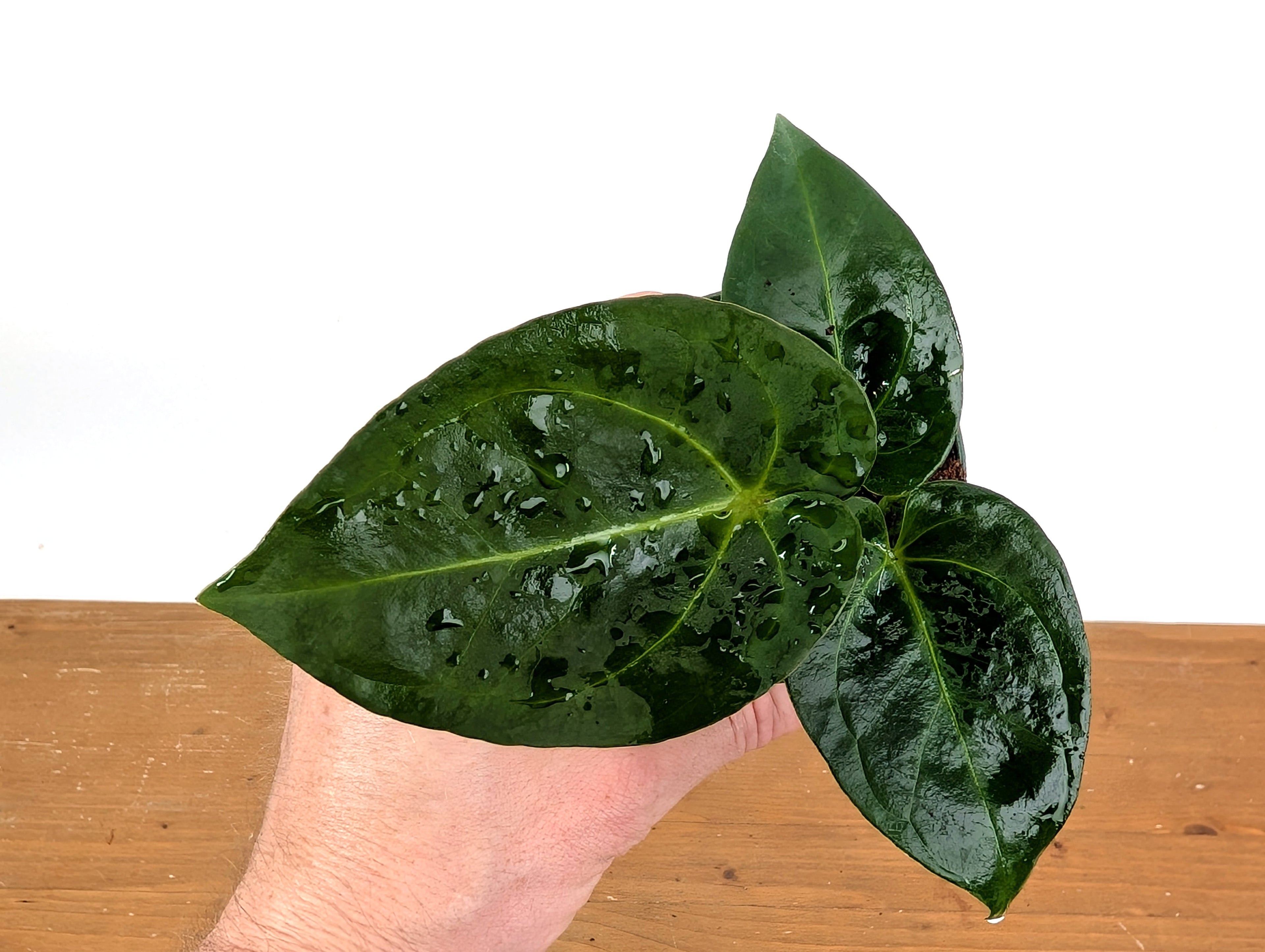 Anthurium Forgetii x Crystallinum