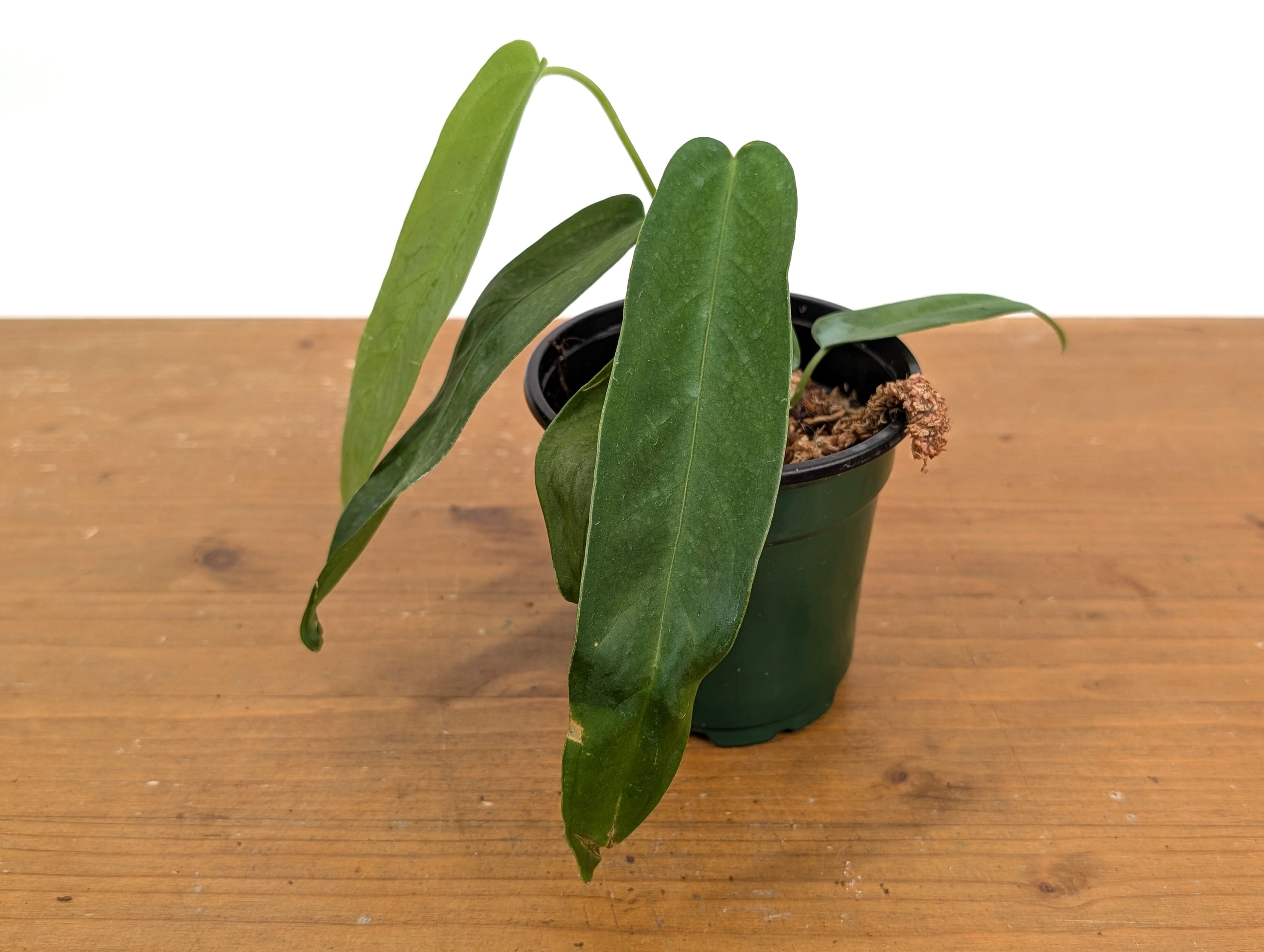 Anthurium Warocqueanum Green Sapphire