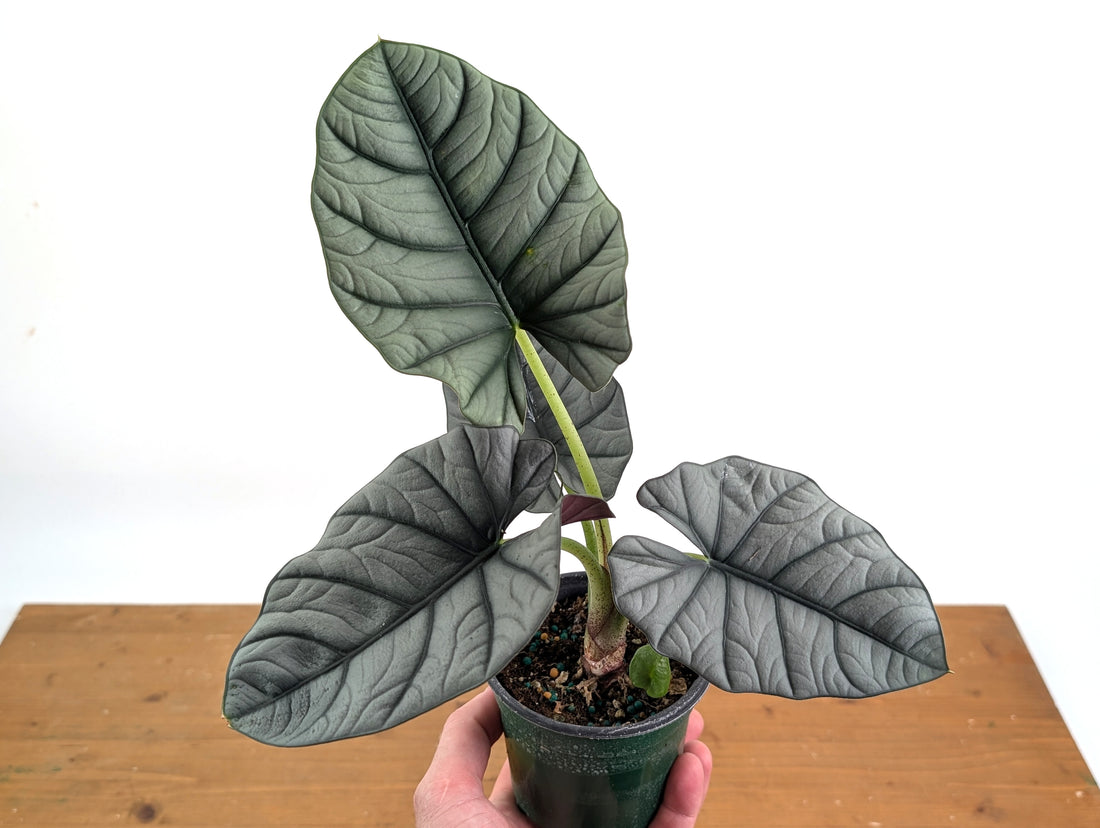 Alocasia Bisma