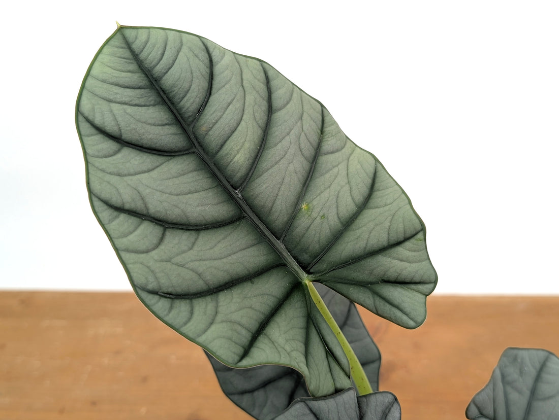 Alocasia Bisma