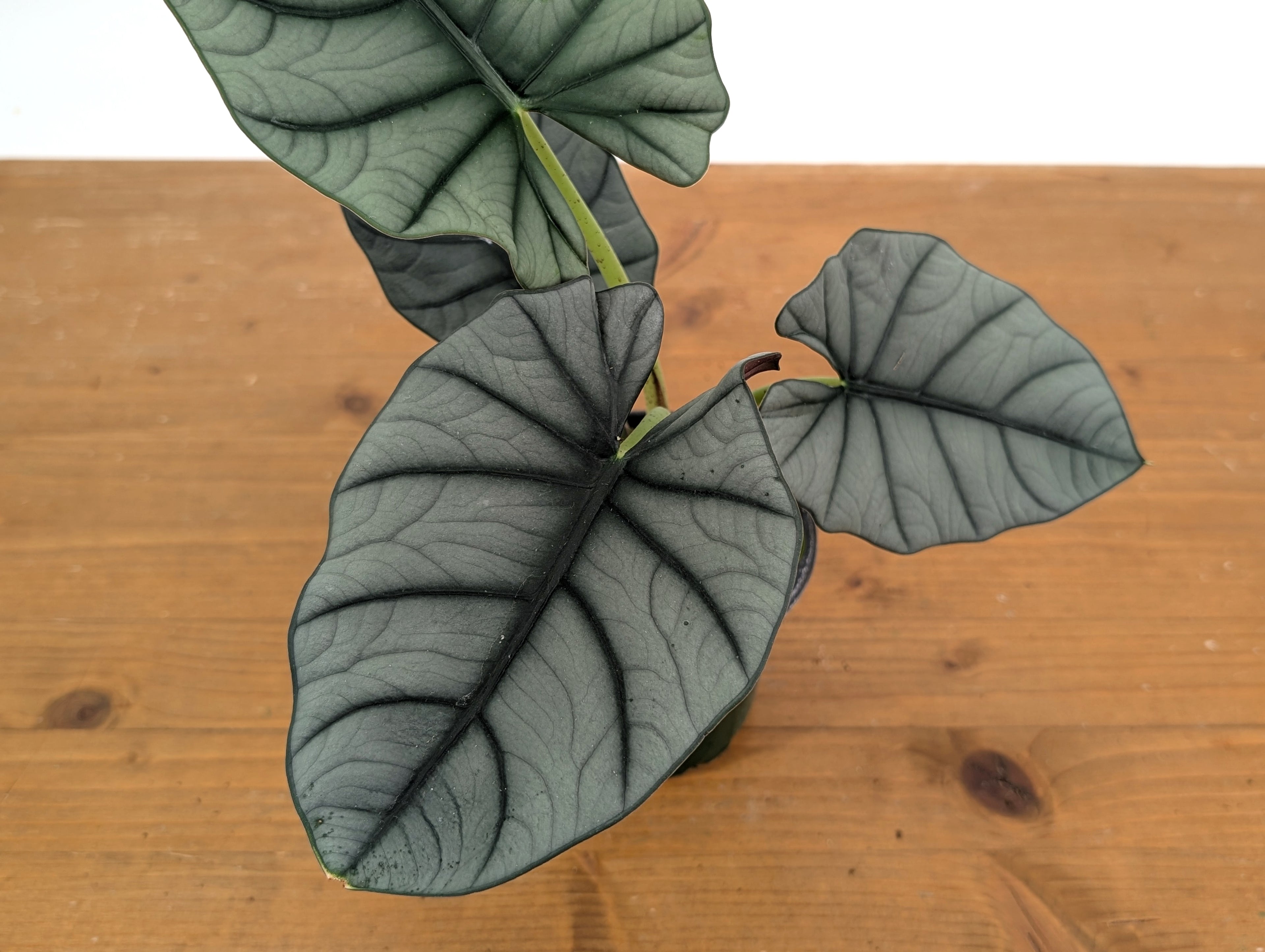 Alocasia Bisma