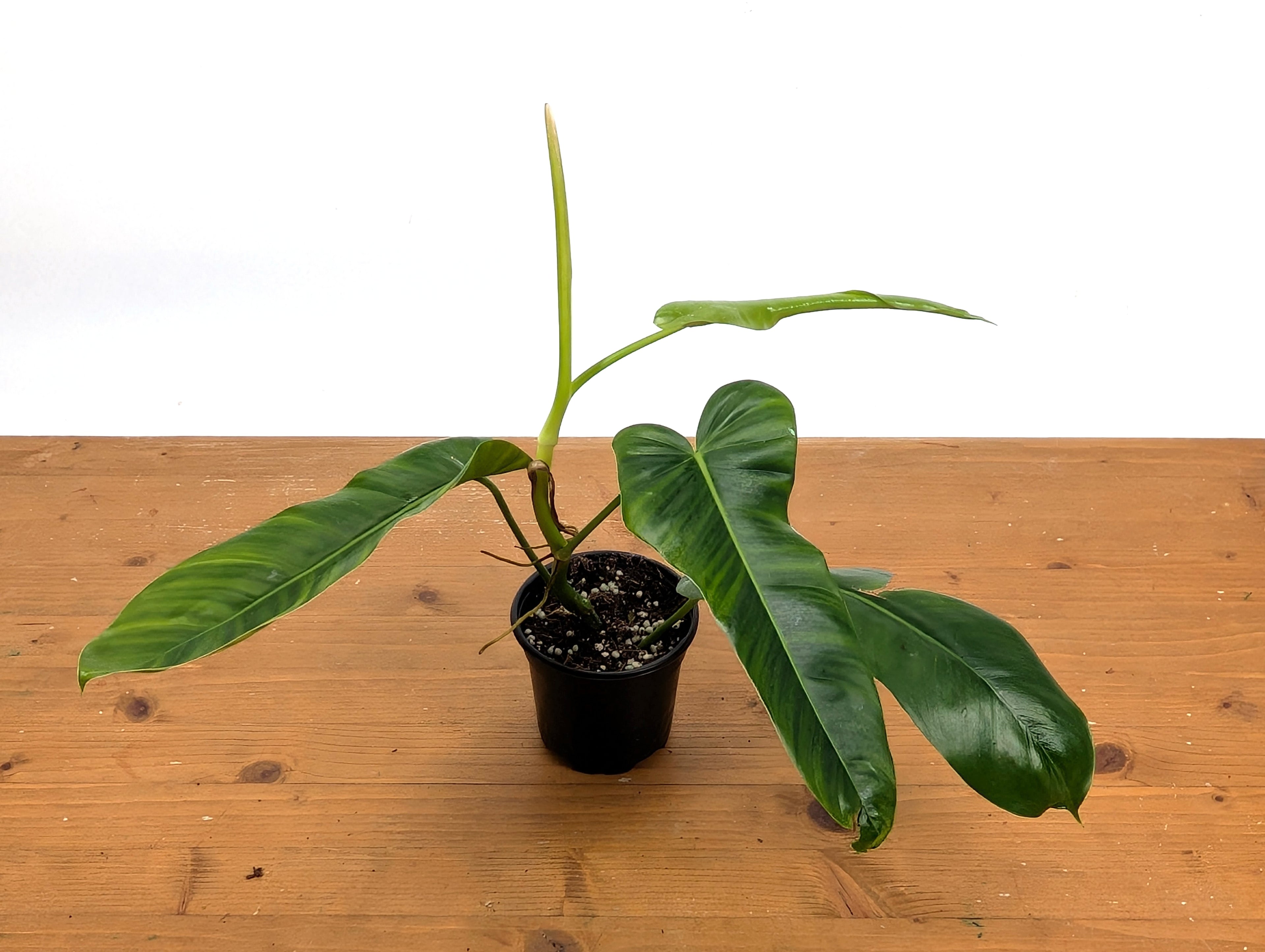 Philodendron Florida Beauty Green x Patriciae