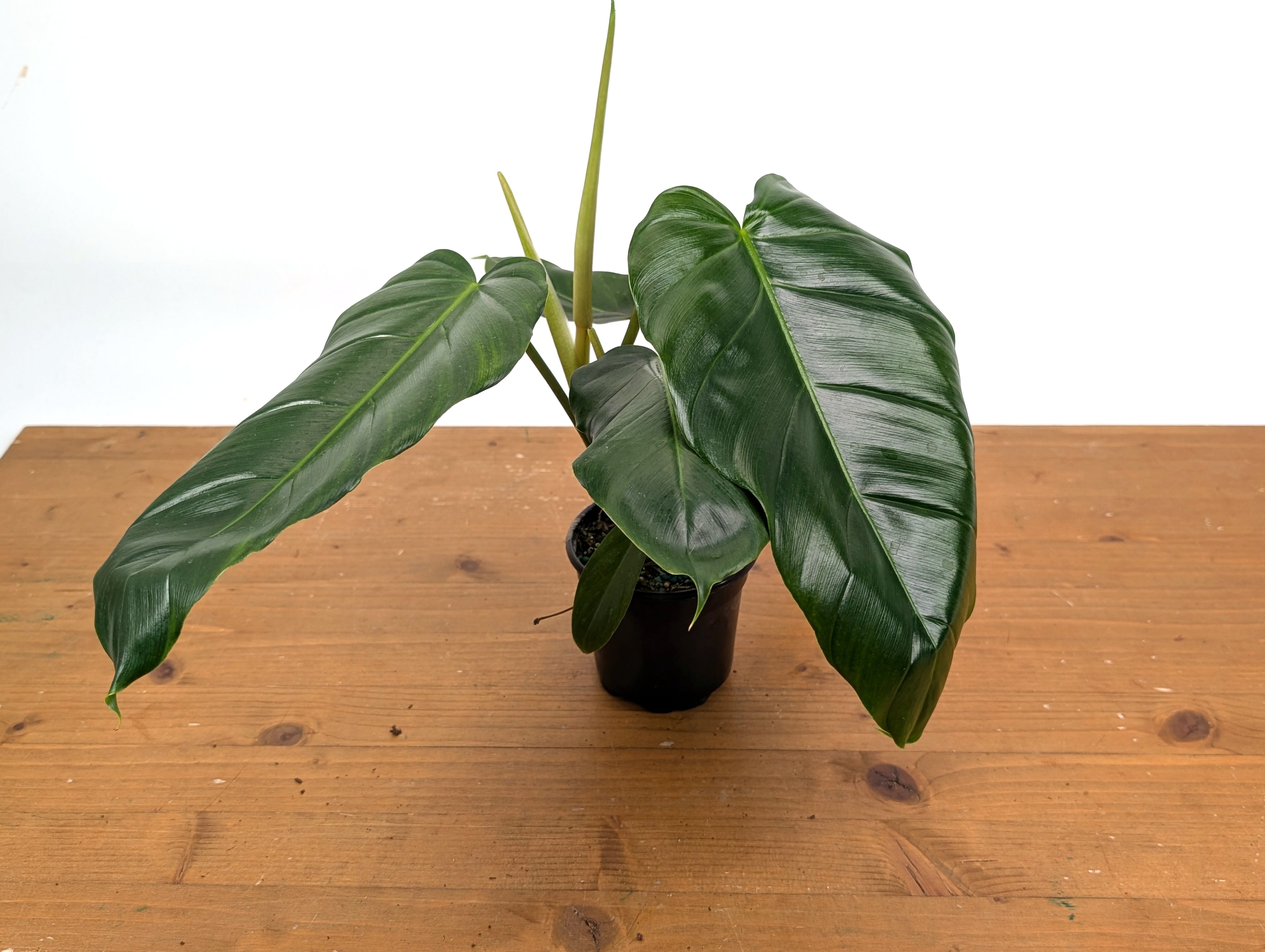 Philodendron Patriciae x Mayoi