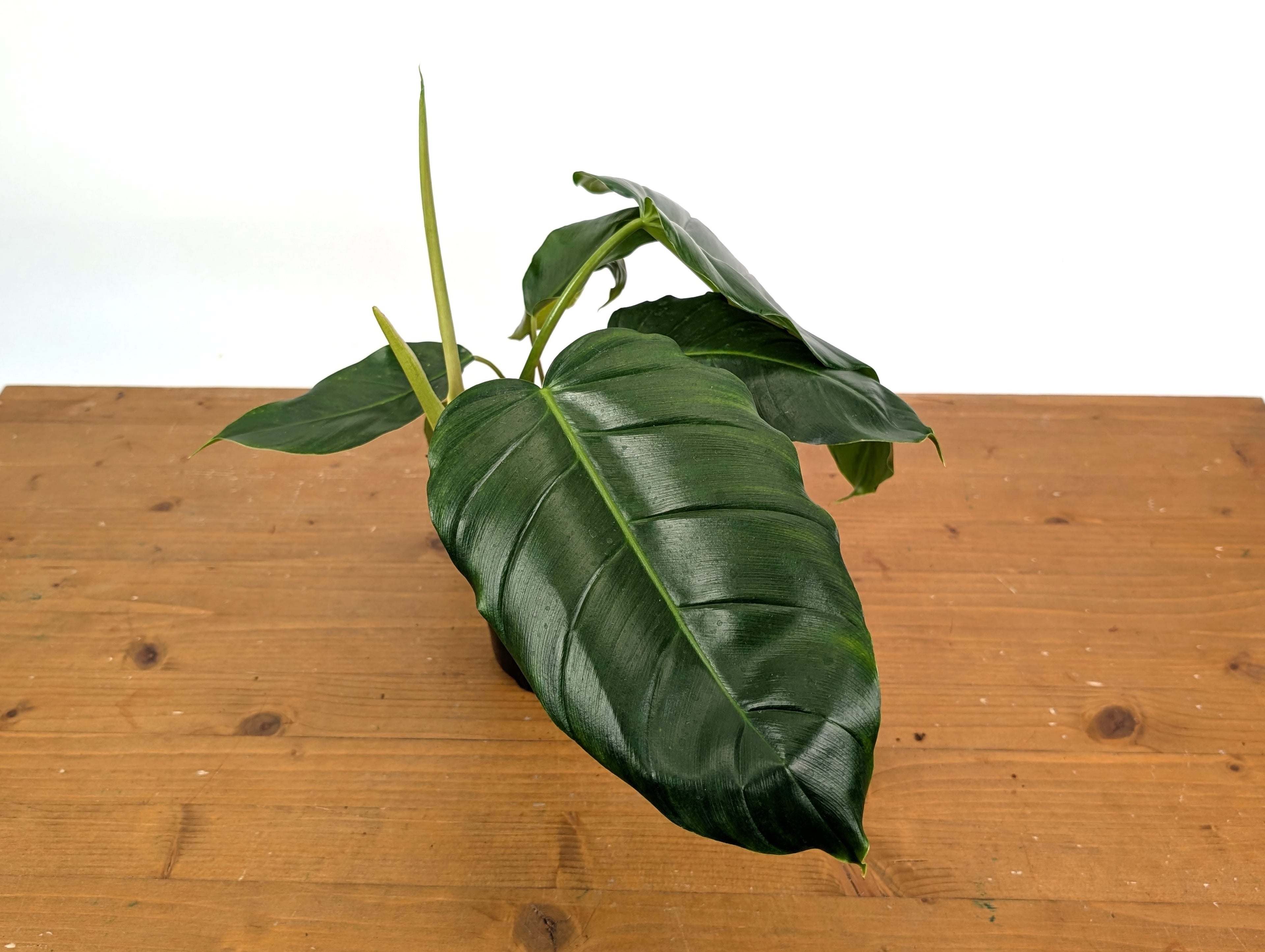 Philodendron Patriciae x Mayoi