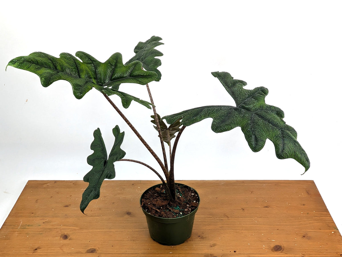 Alocasia tandurusa 'Jacklyn'