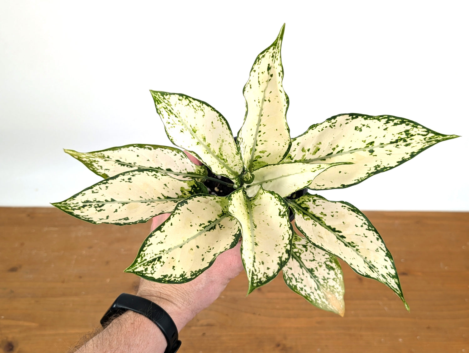 Aglaonema White Paragon