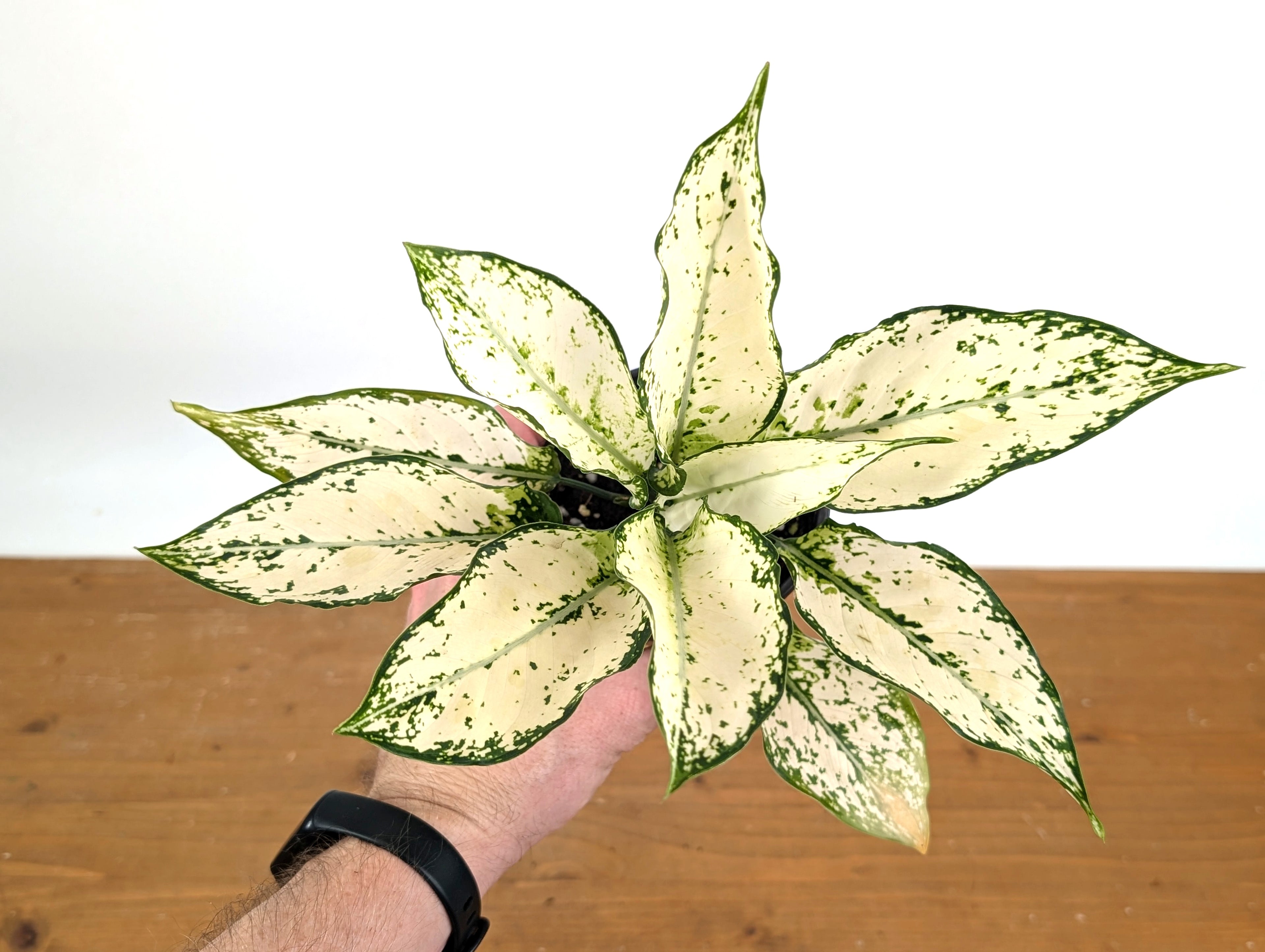Aglaonema White Paragon