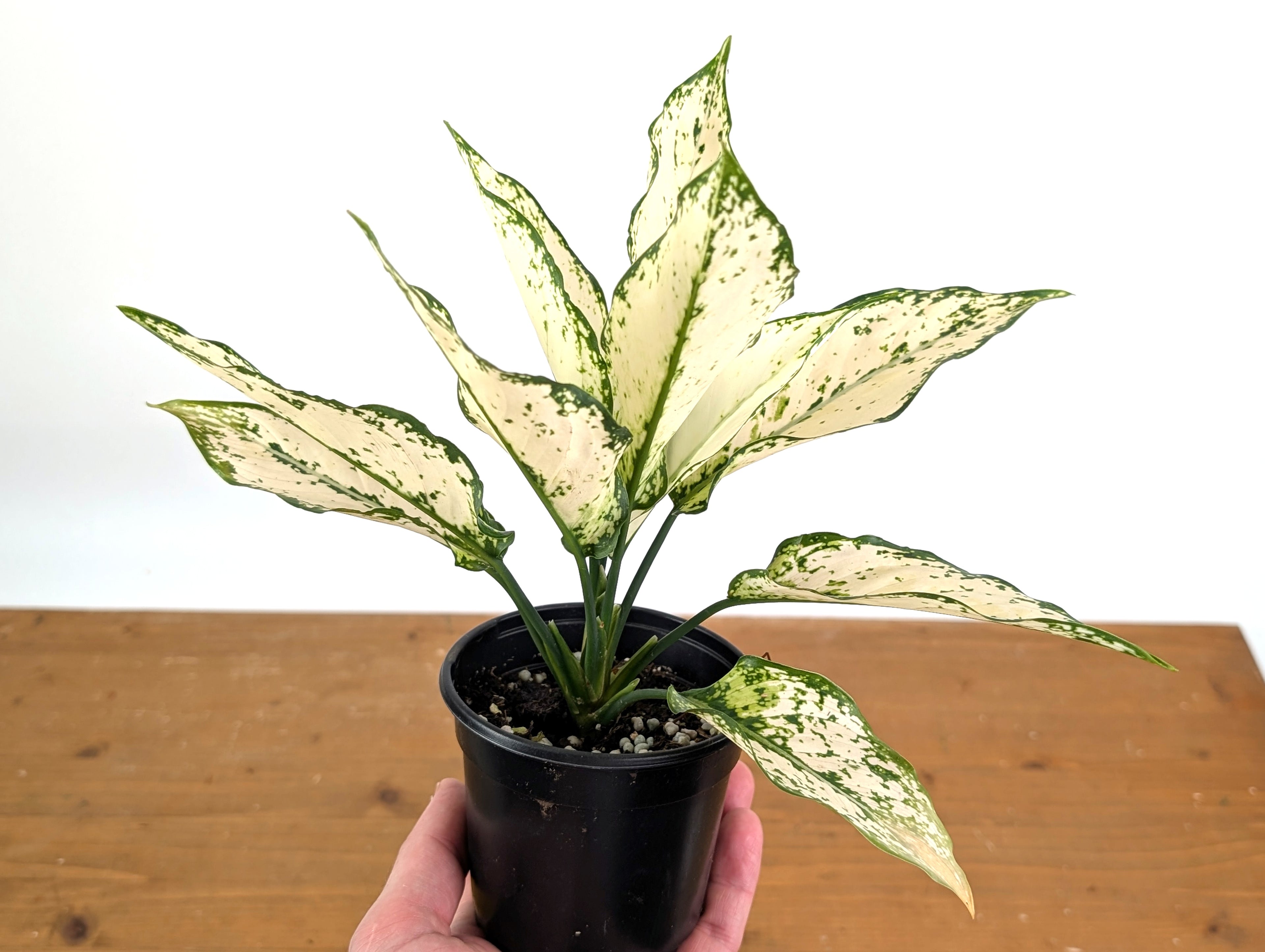 Aglaonema White Paragon