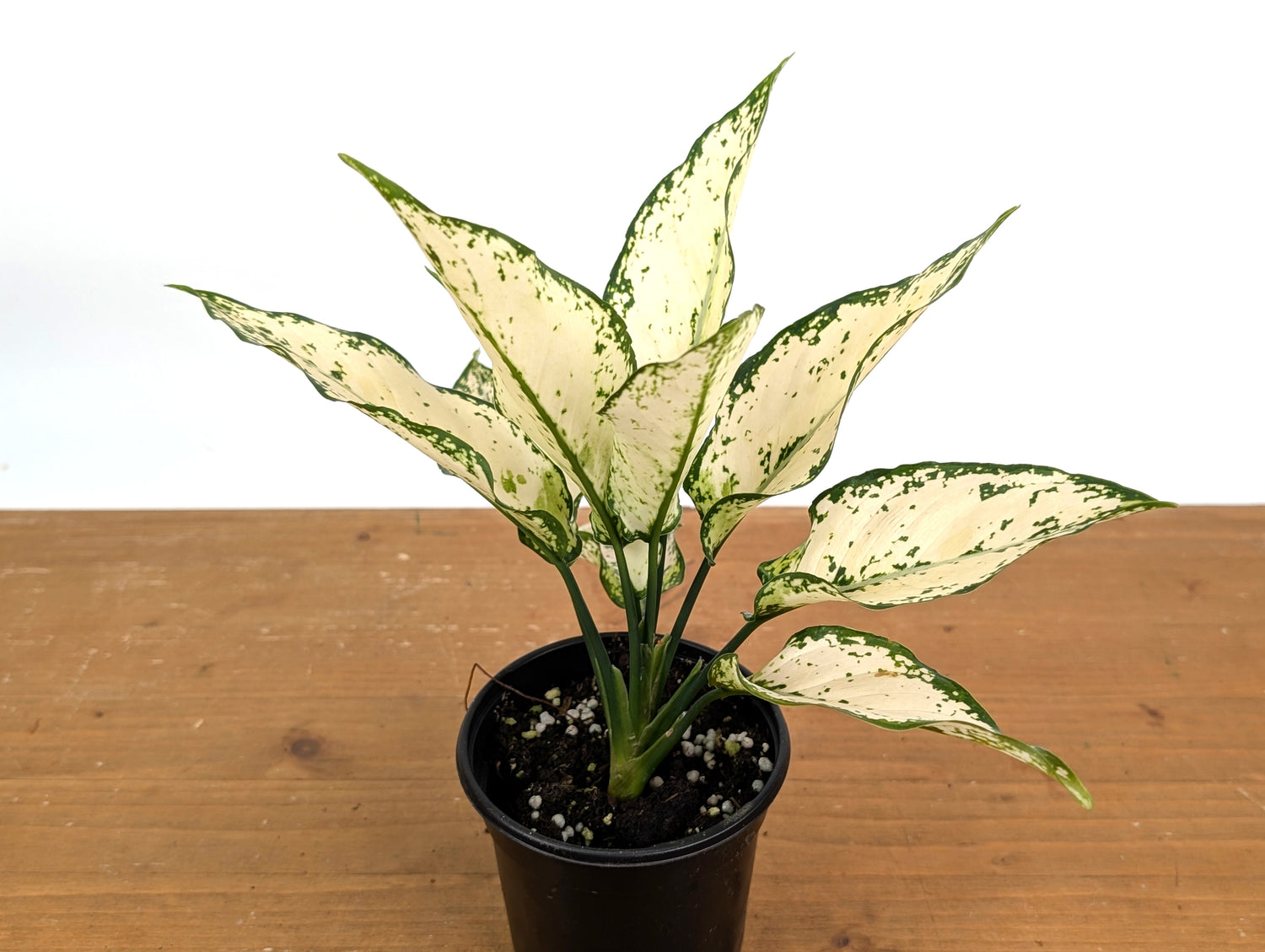 Aglaonema White Paragon