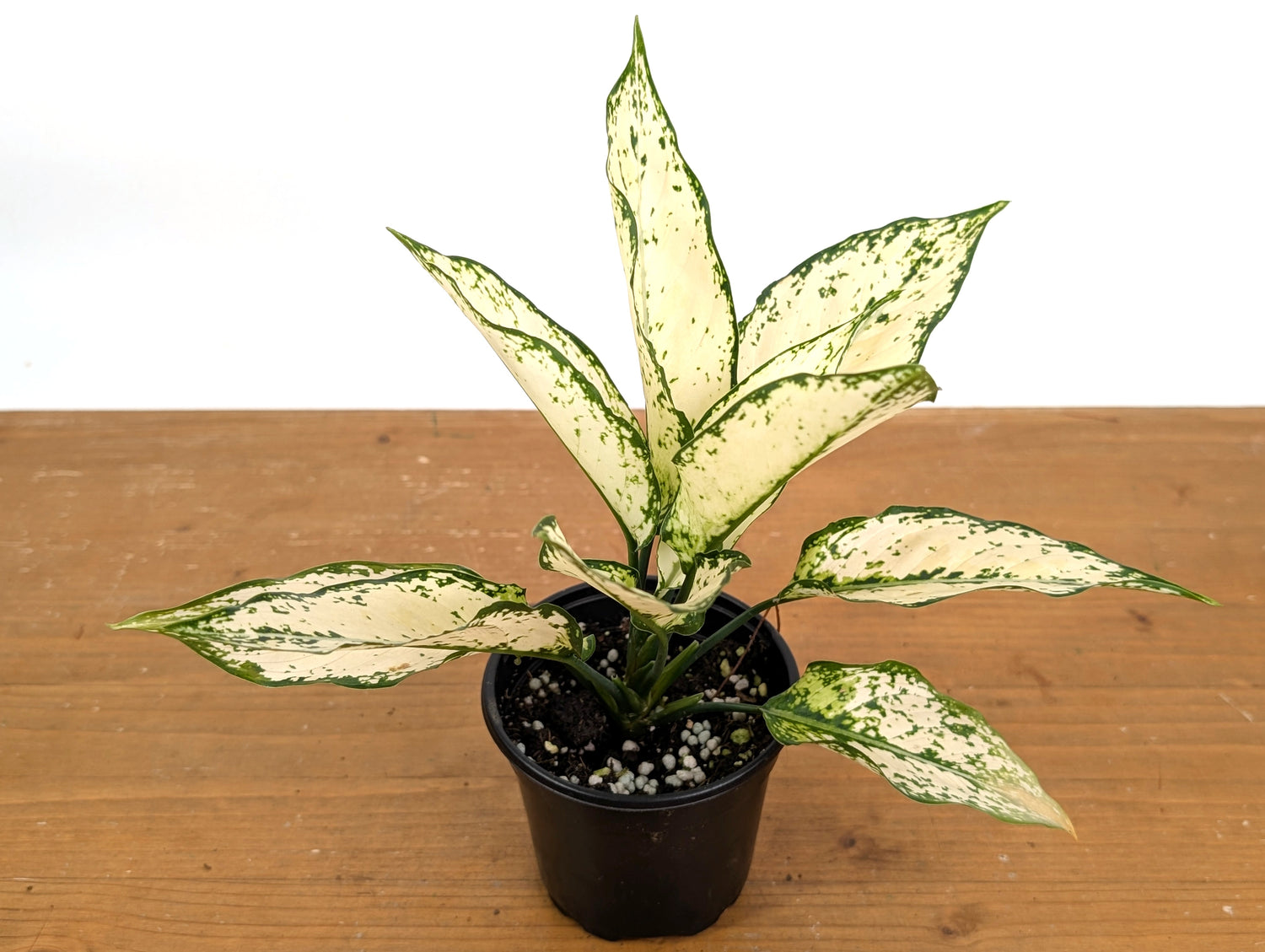 Aglaonema White Paragon