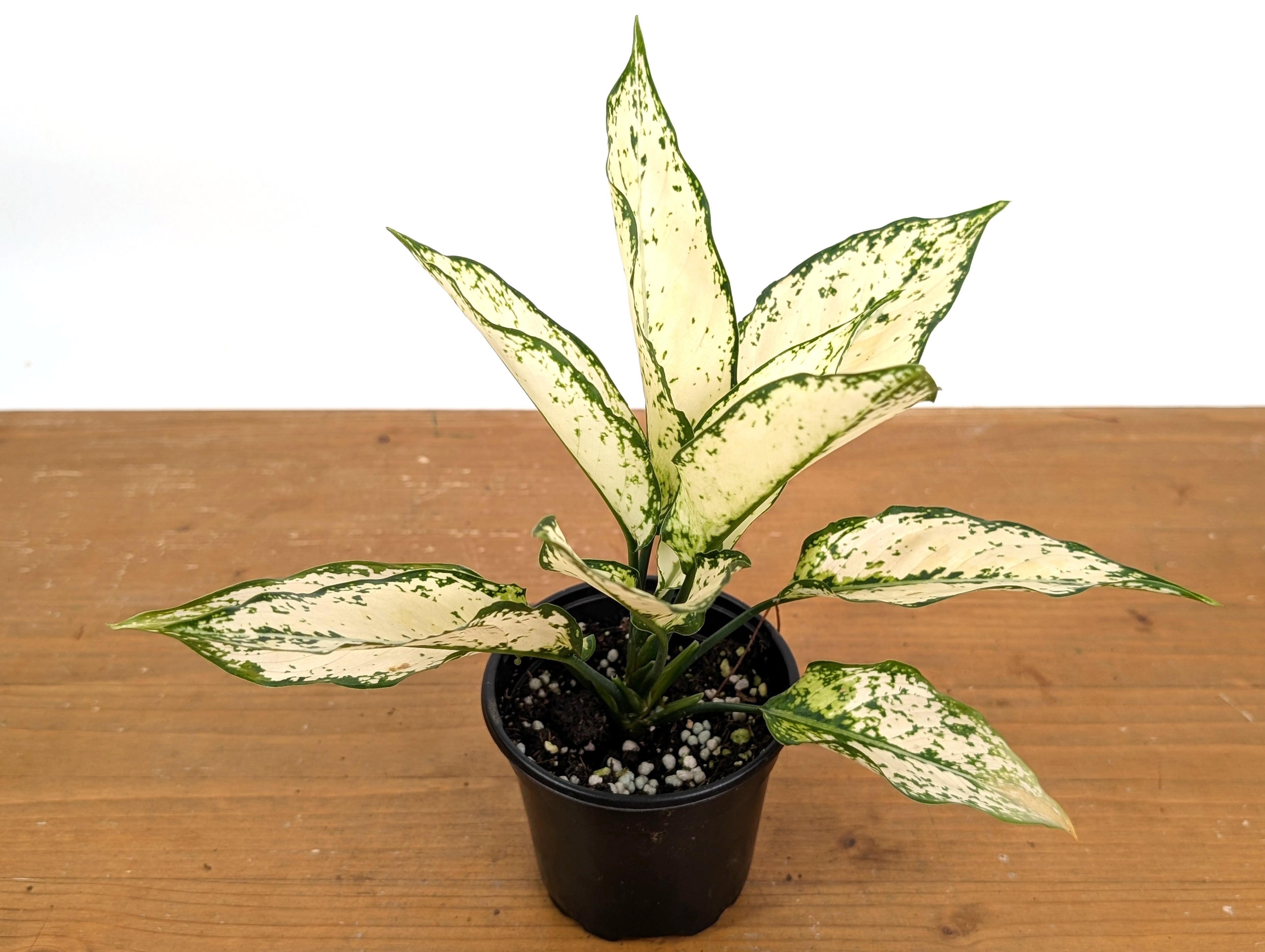 Aglaonema White Paragon