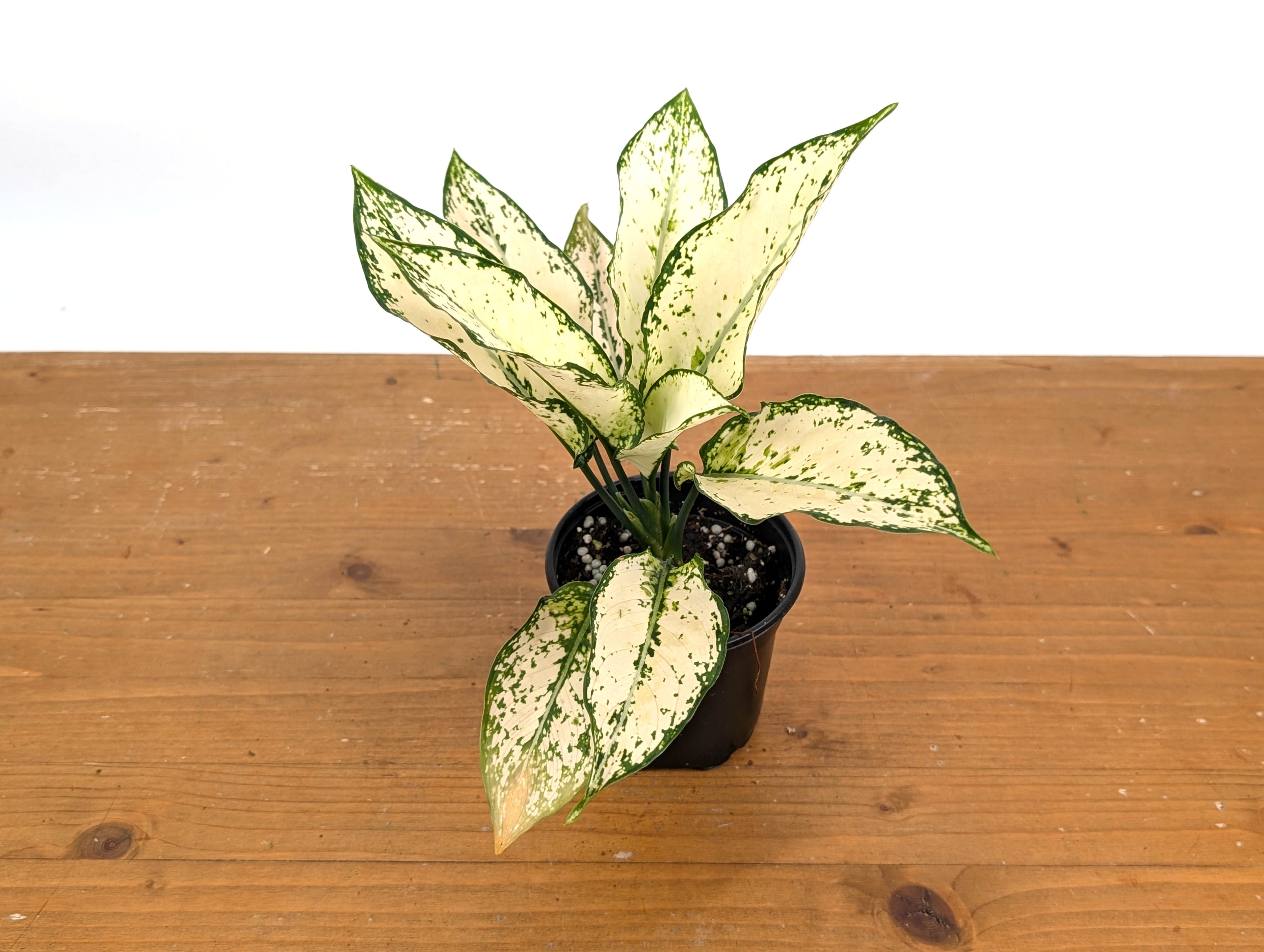 Aglaonema White Paragon