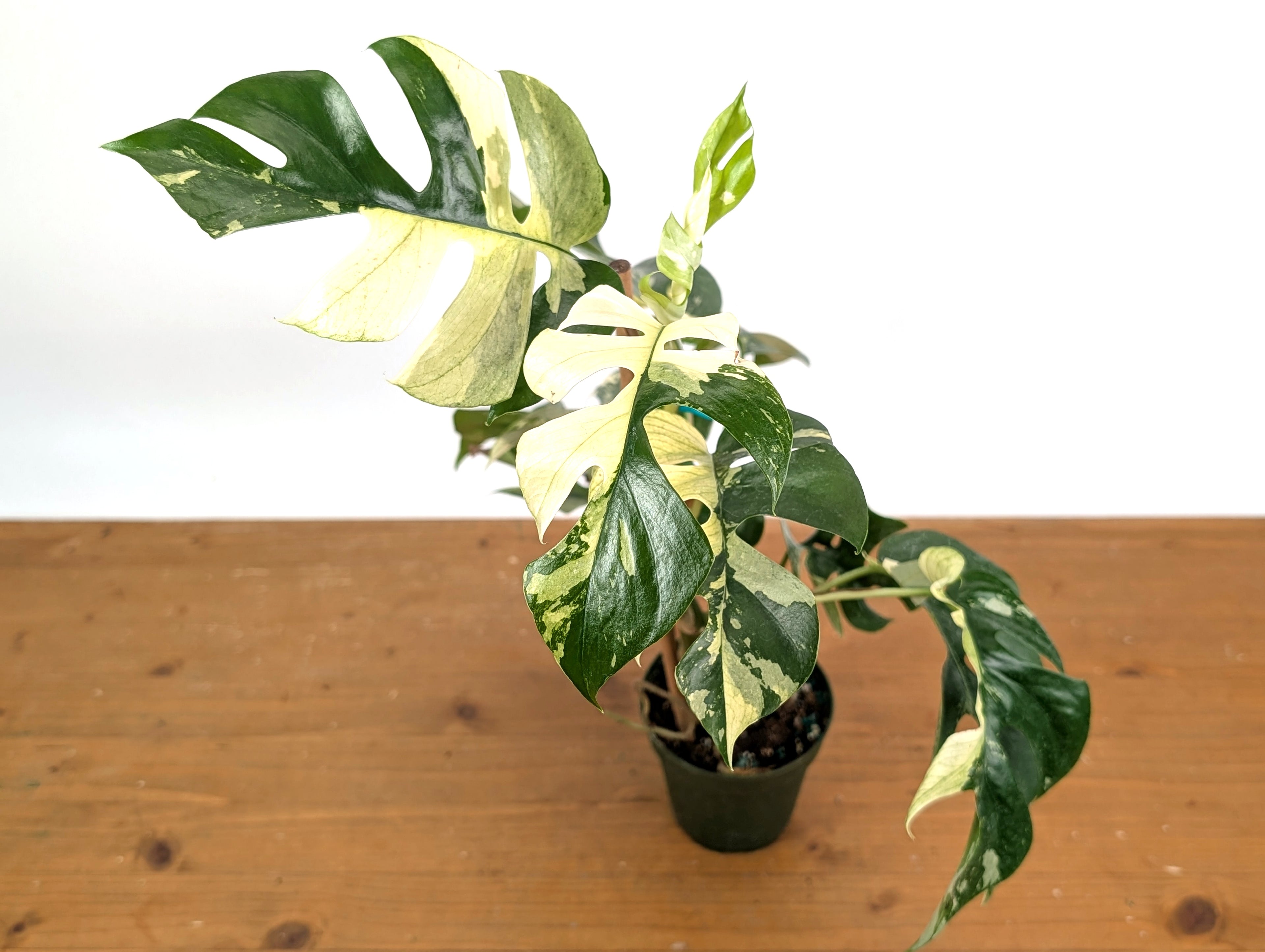 Rhaphidophora Tetrasperma Variegated - Exact Plant