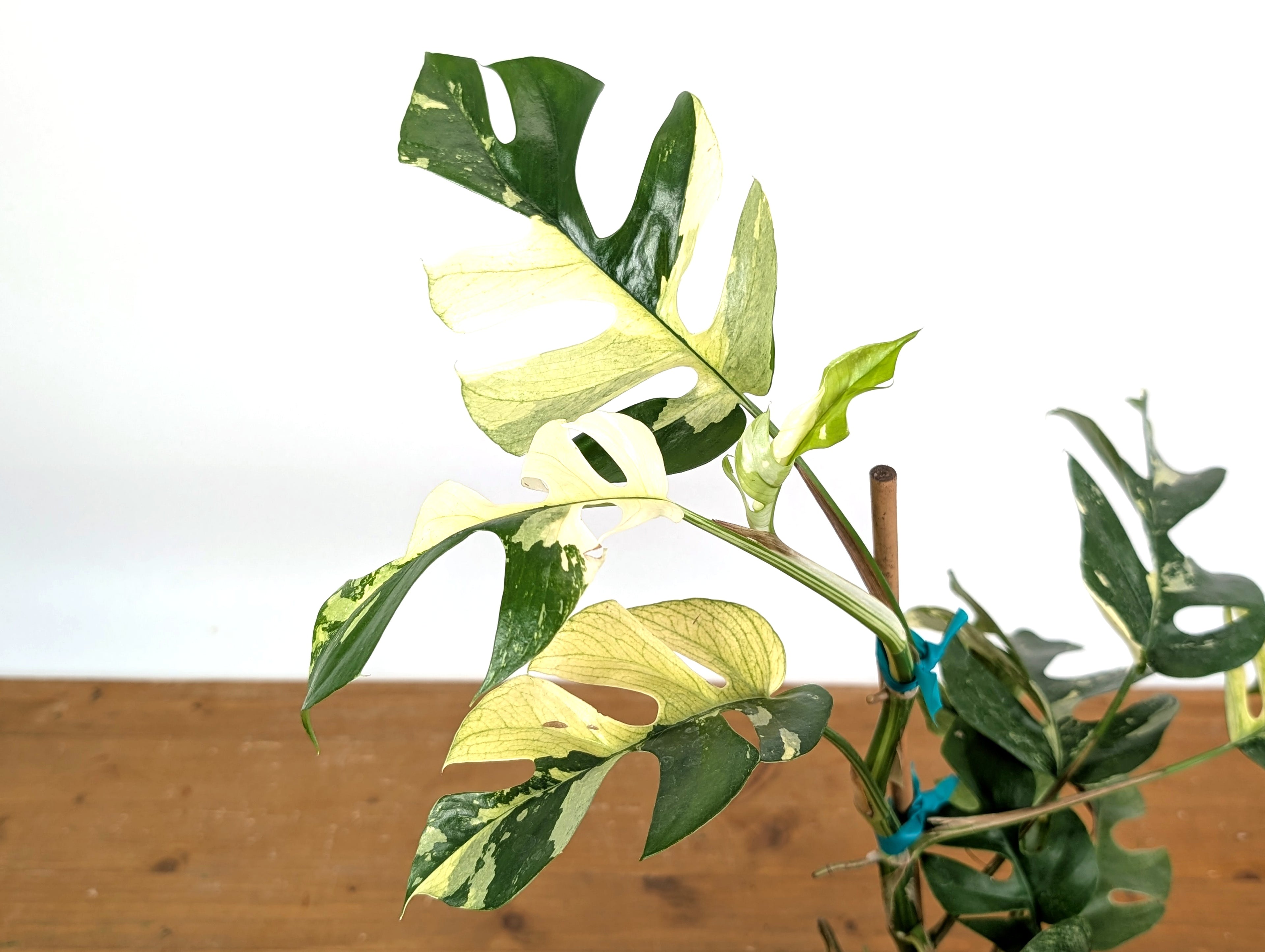 Rhaphidophora Tetrasperma Variegated - Exact Plant