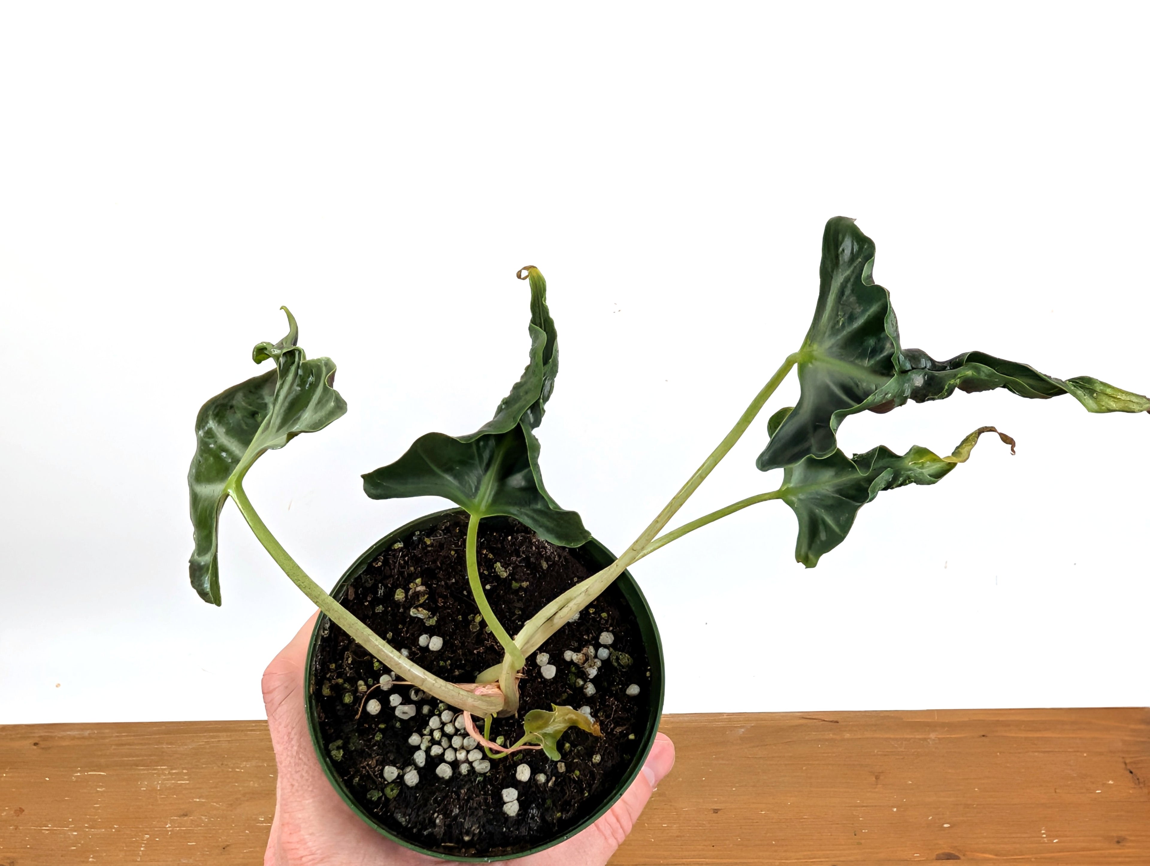 Alocasia Loco