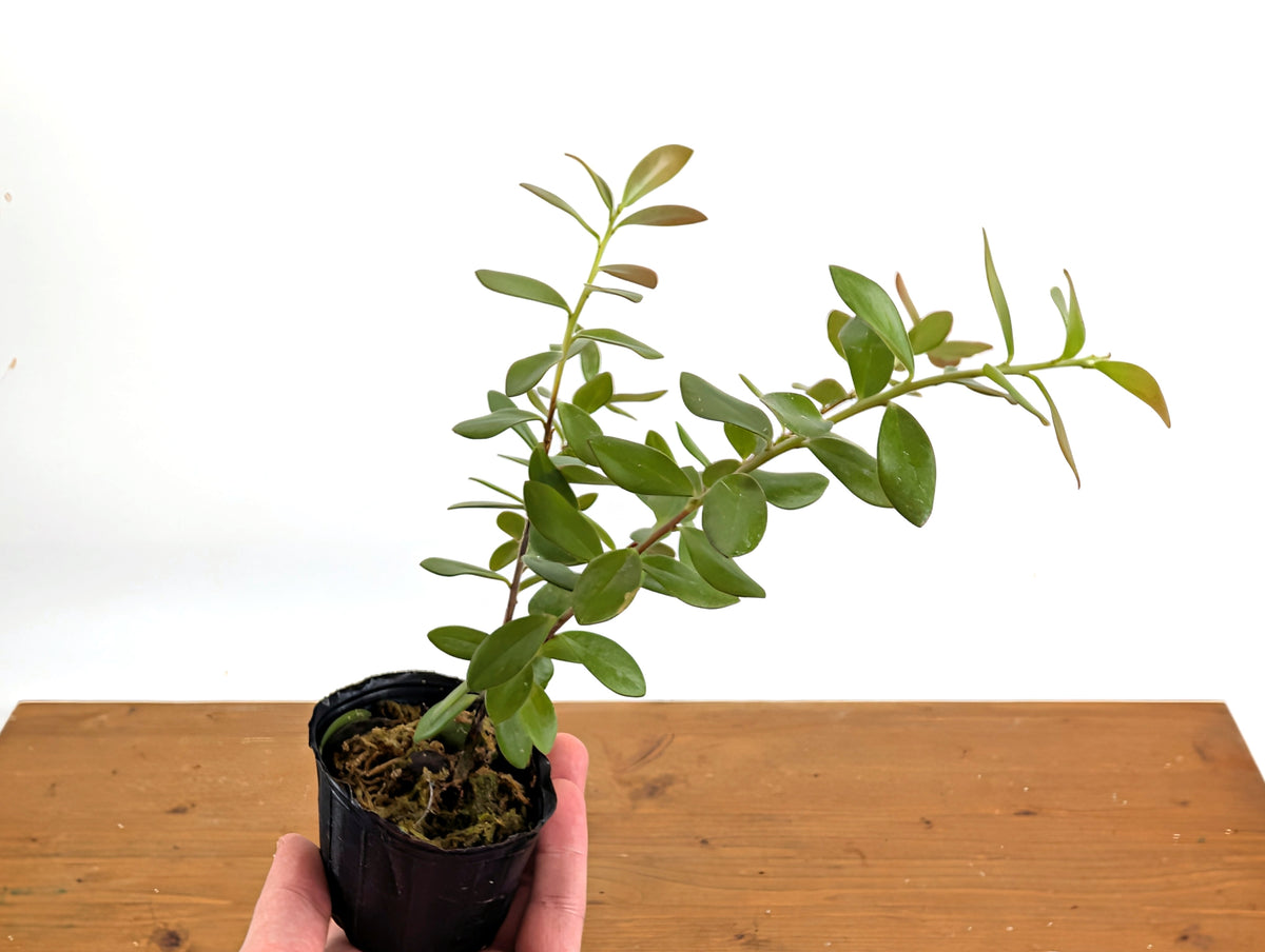Ceratostema Kiatana