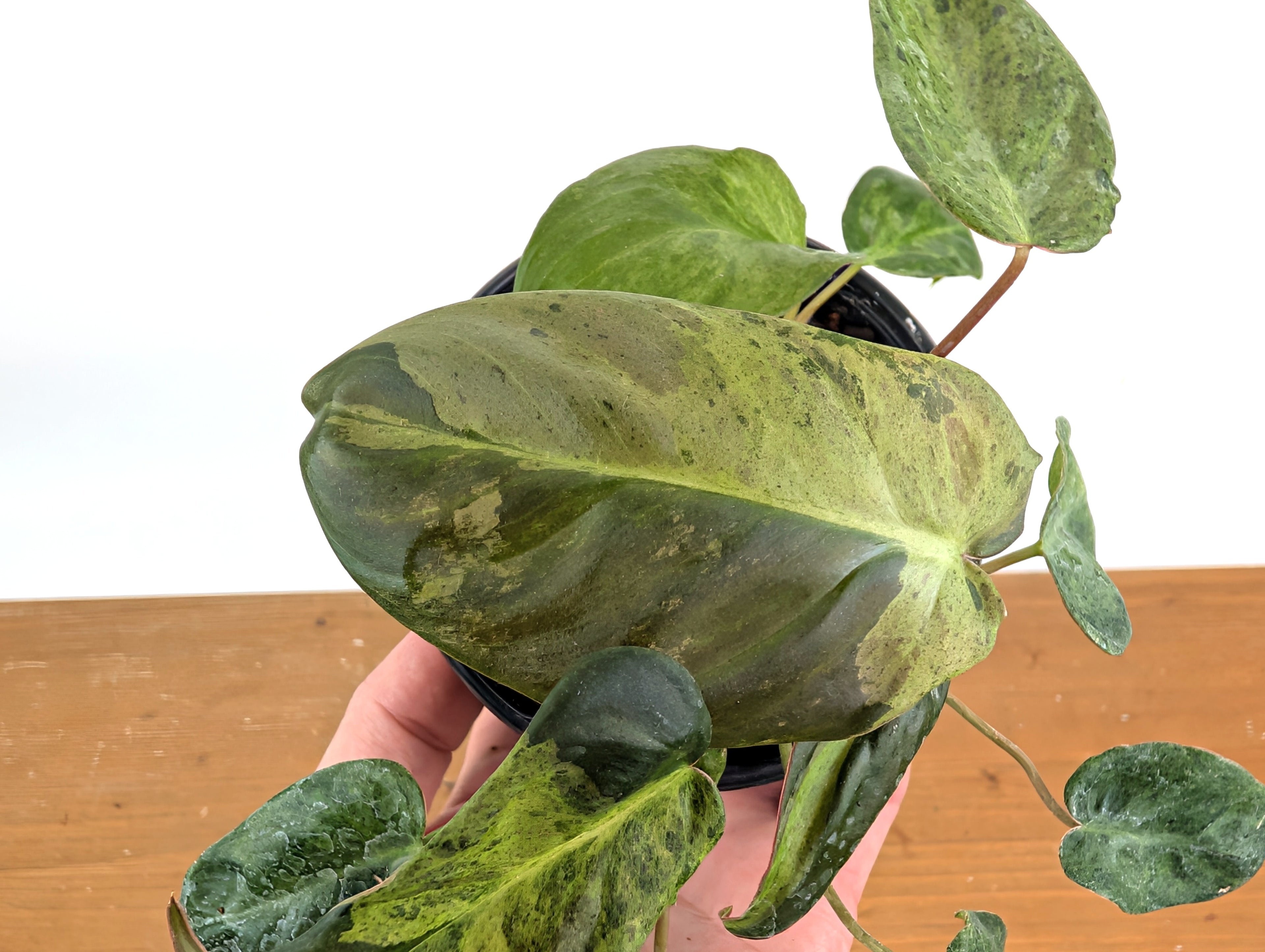 High Variegated Philodendron El Choco x Billietiae - Exact Plant in