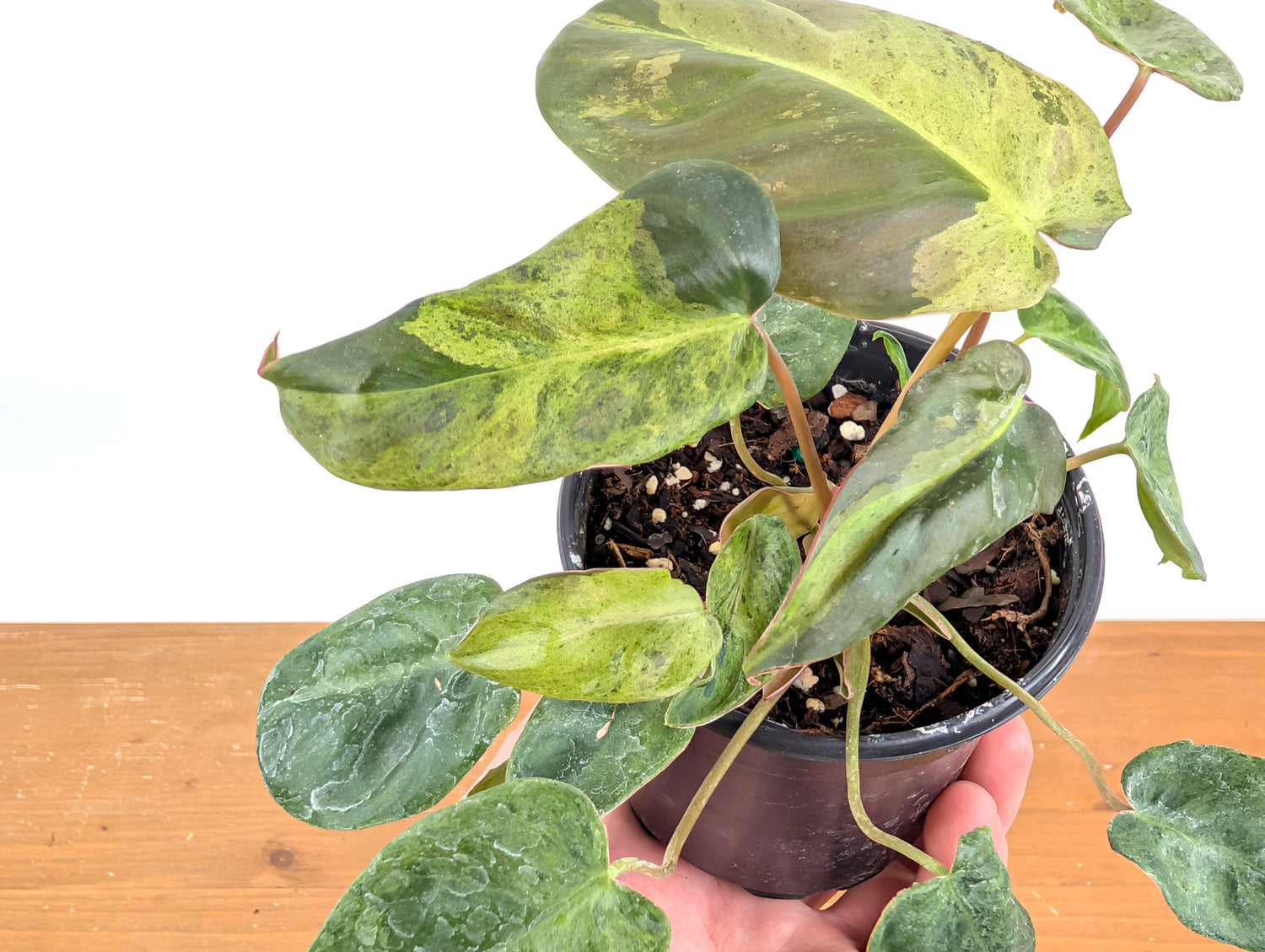 High Variegated Philodendron El Choco x Billietiae - Exact Plant in
