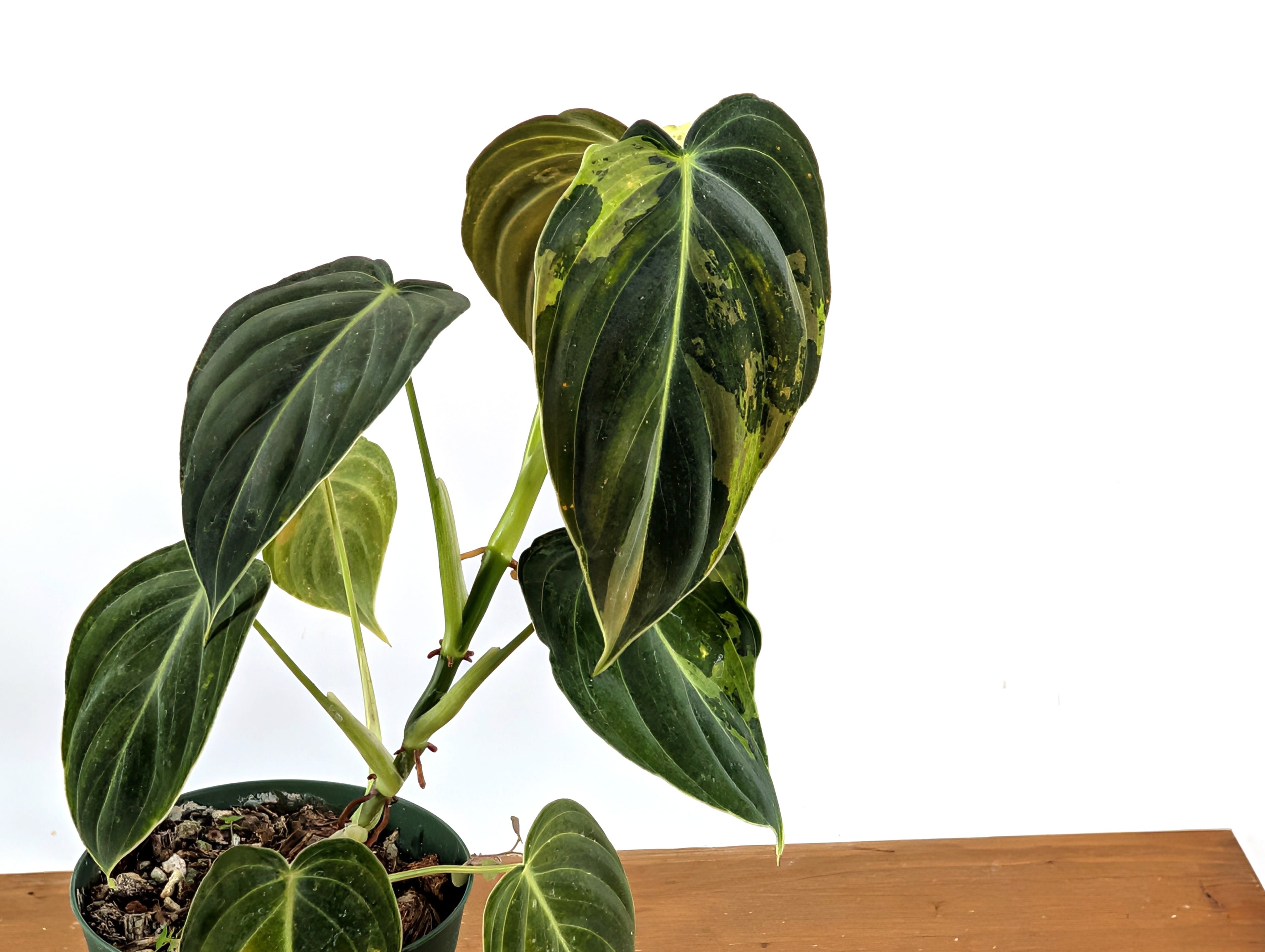 Variegated Philodendron Melanochrysum - 4 Inch Pot Exact Plants