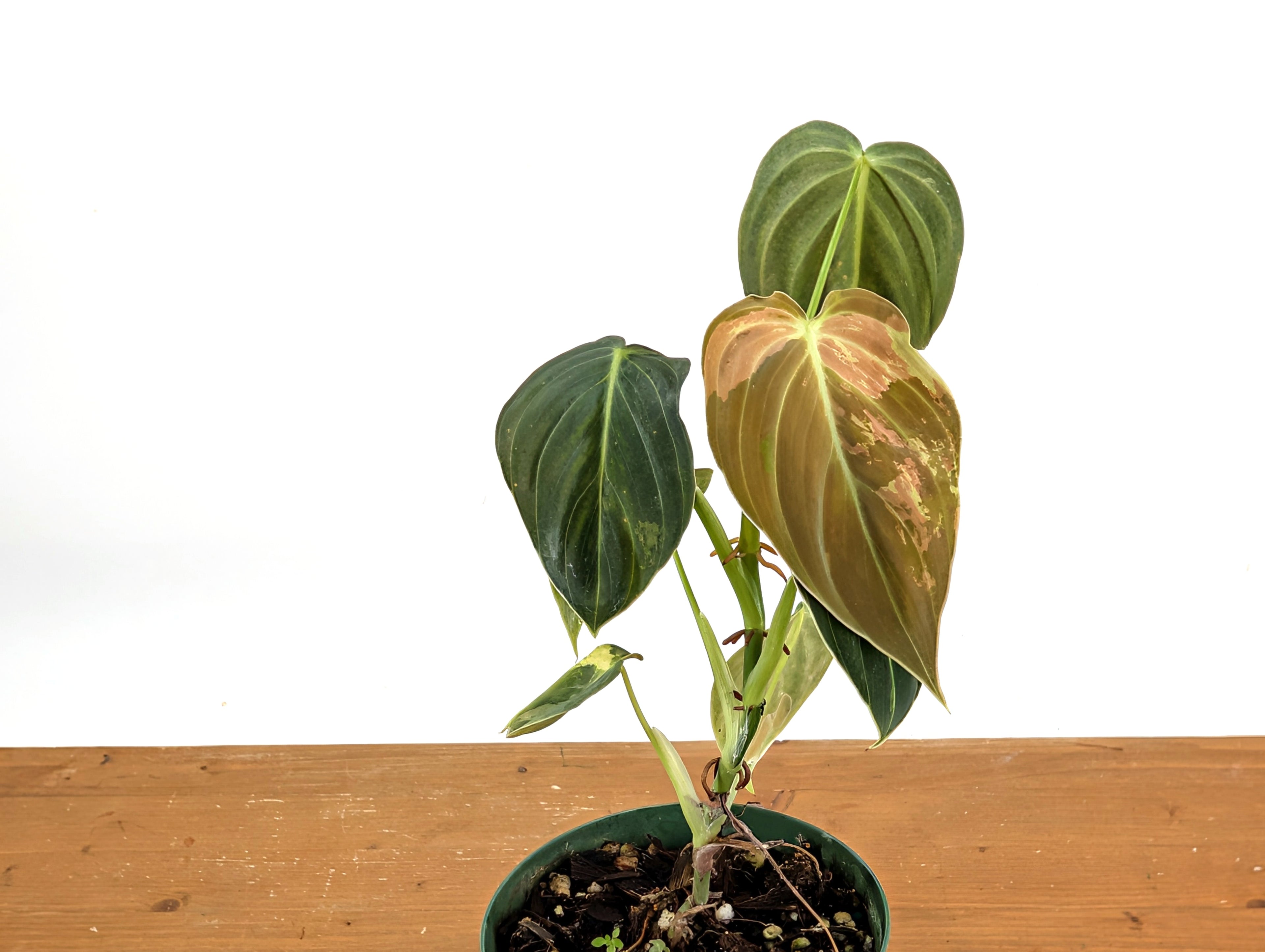 Variegated Philodendron Melanochrysum - 4 Inch Pot Exact Plants