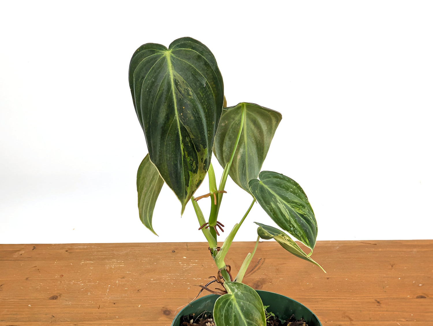 Variegated Philodendron Melanochrysum - 4 Inch Pot Exact Plants
