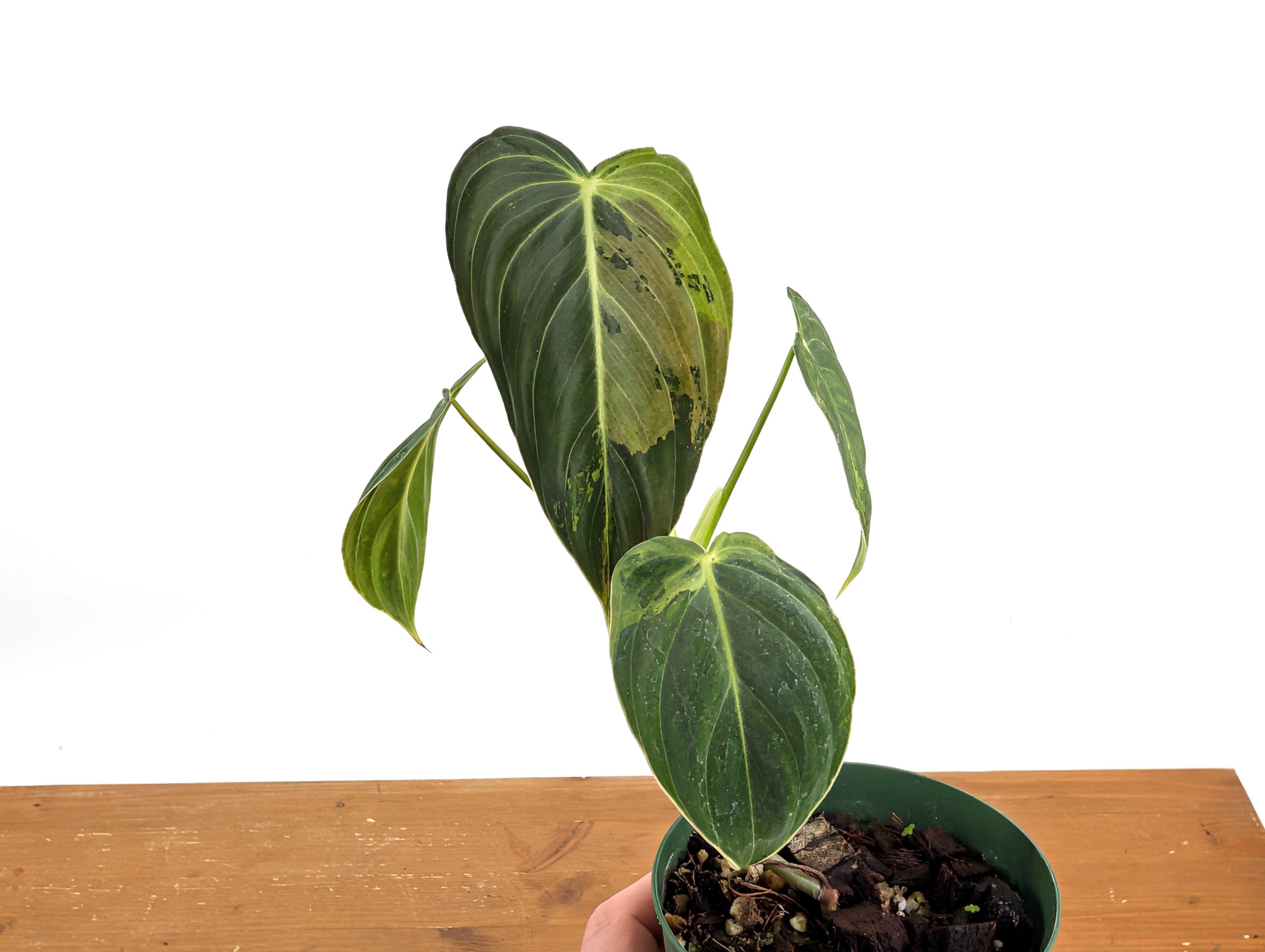 Variegated Philodendron Melanochrysum - 4 Inch Pot Exact Plants