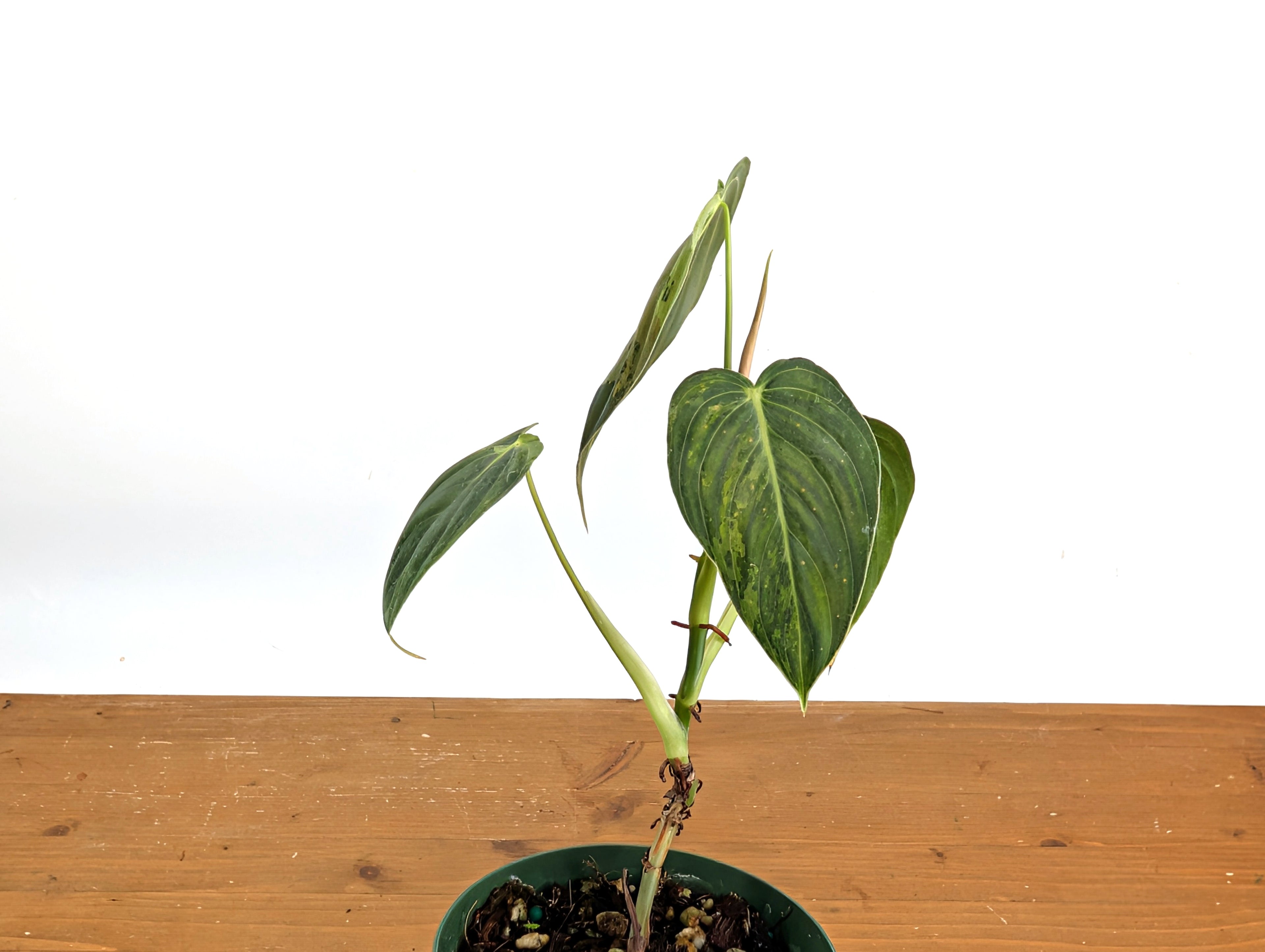 Variegated Philodendron Melanochrysum - 4 Inch Pot Exact Plants
