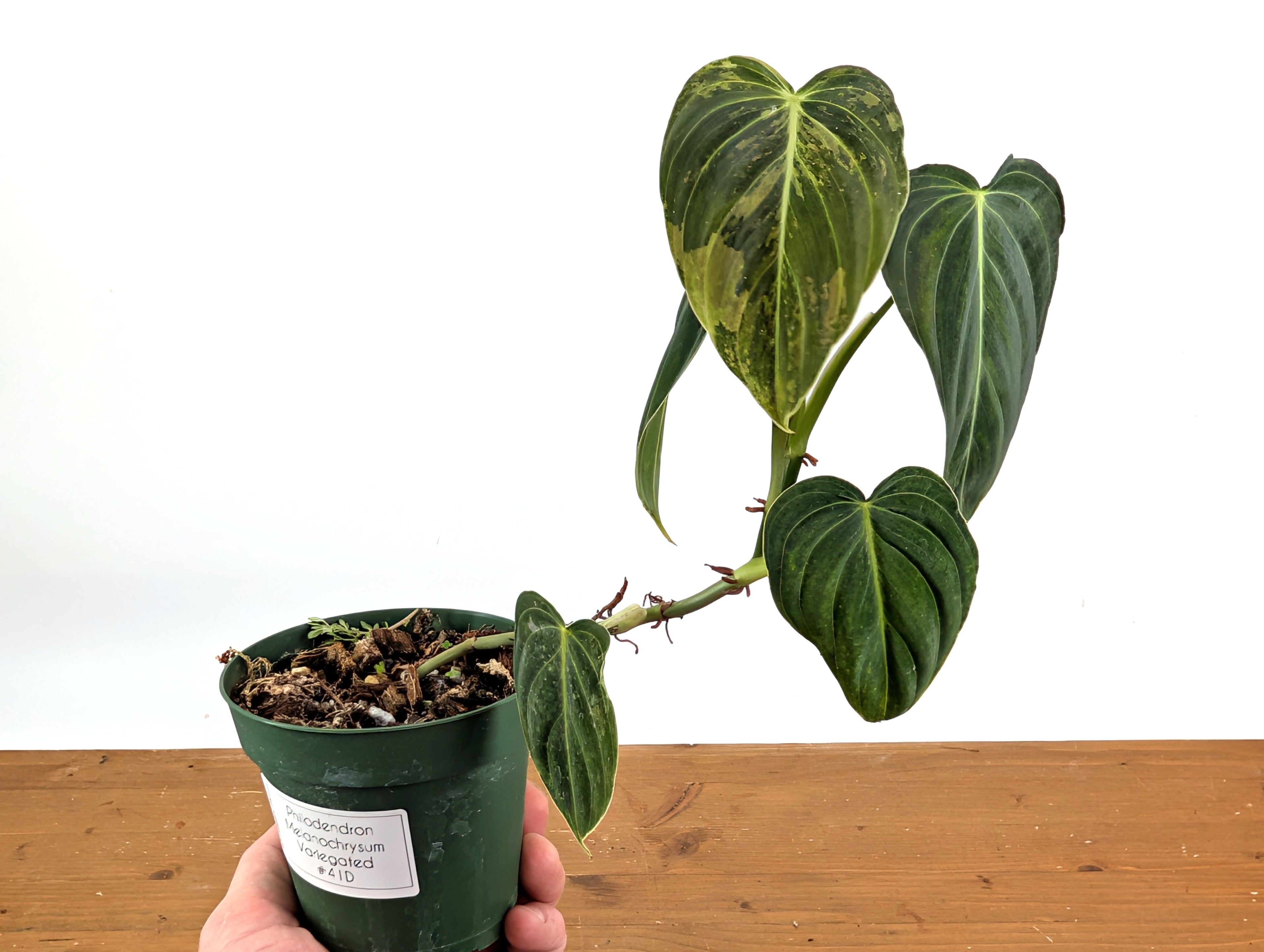 Variegated Philodendron Melanochrysum - 4 Inch Pot Exact Plants