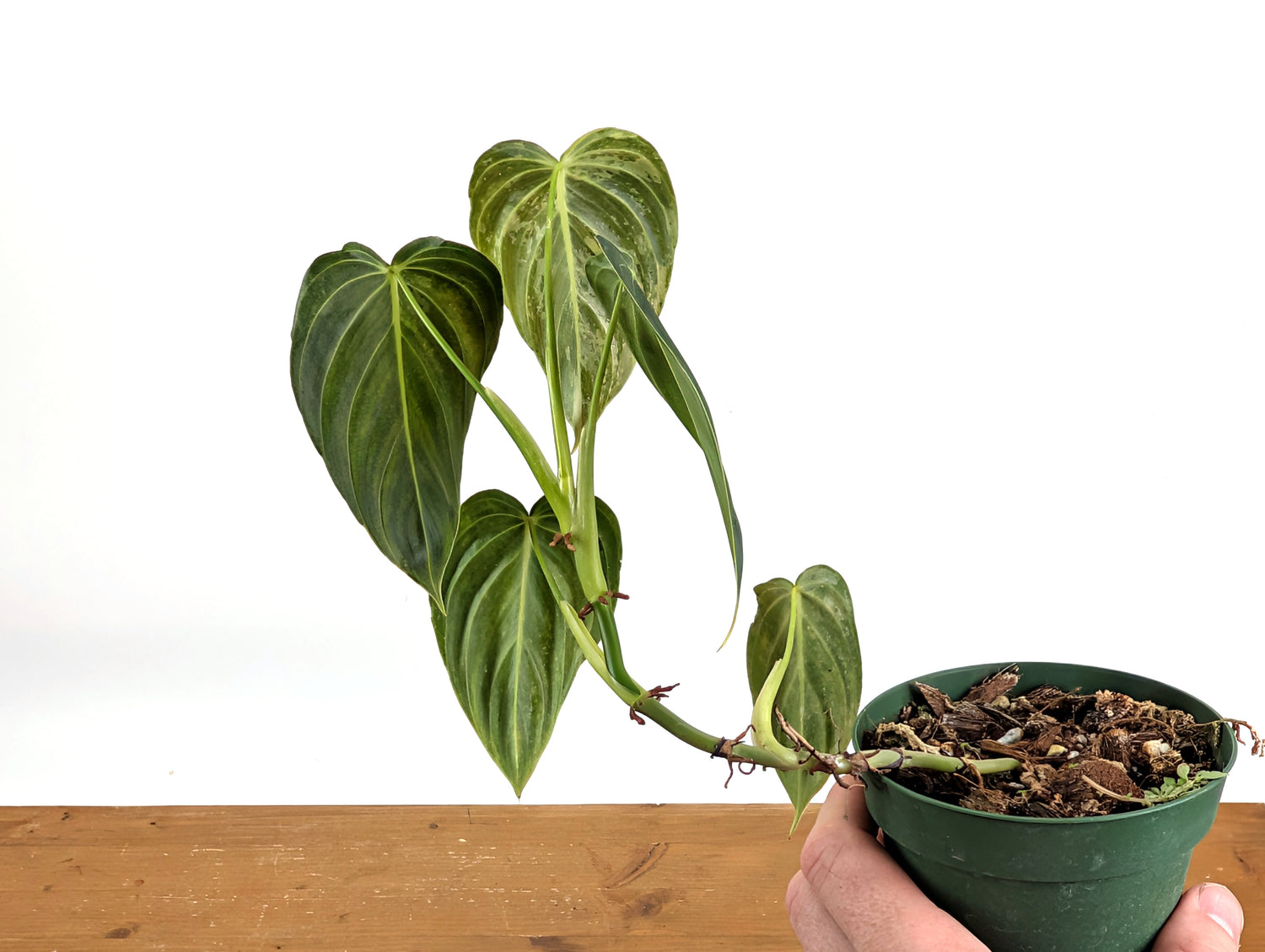 Variegated Philodendron Melanochrysum - 4 Inch Pot Exact Plants