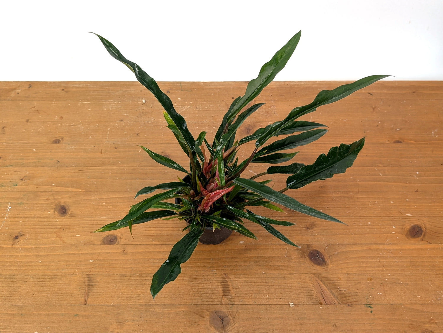 Philodendron Pluto Mutant