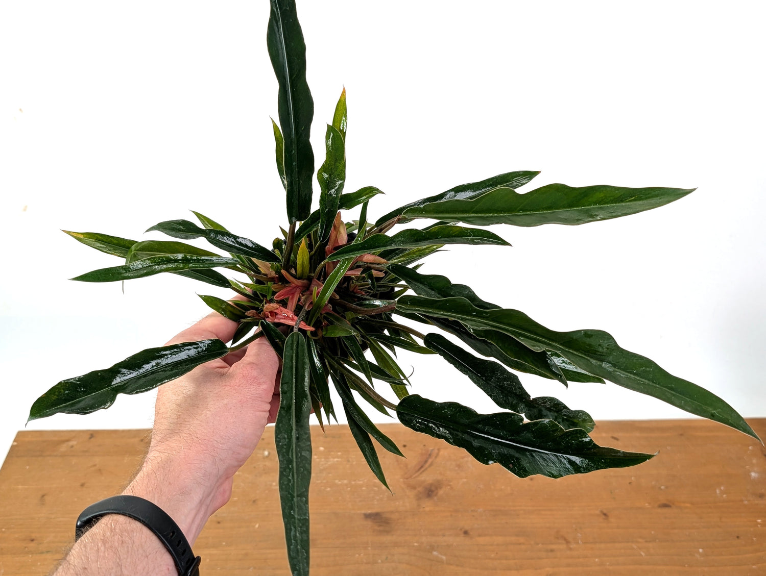 Philodendron Pluto Mutant