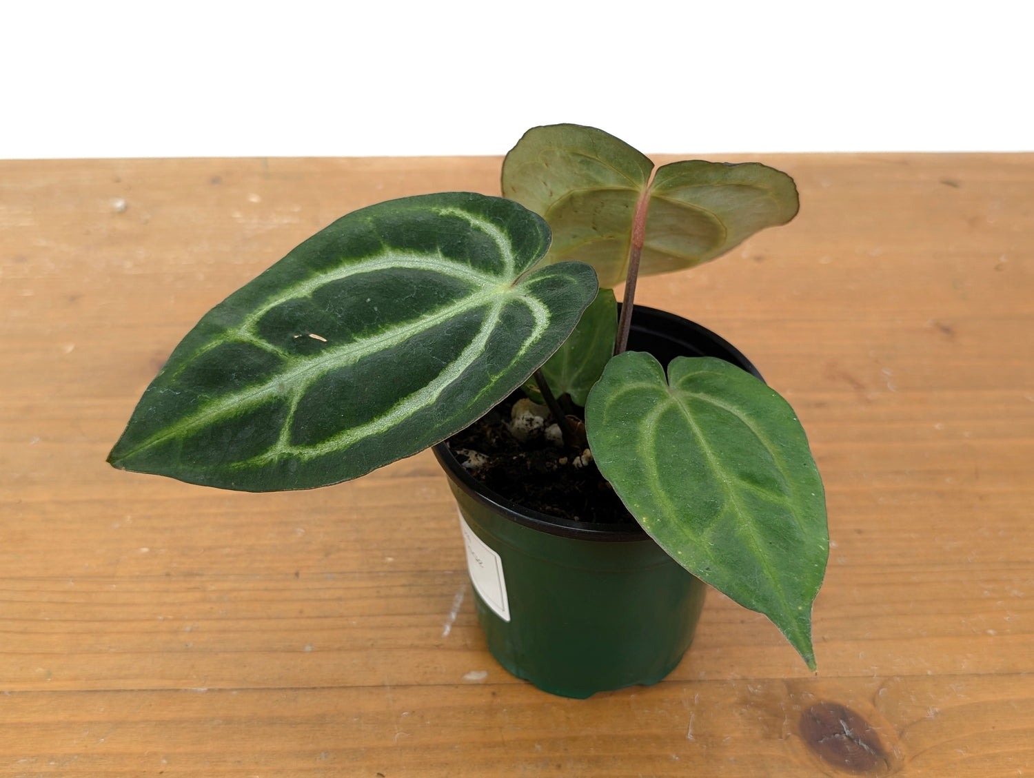Anthurium Carlablackiae