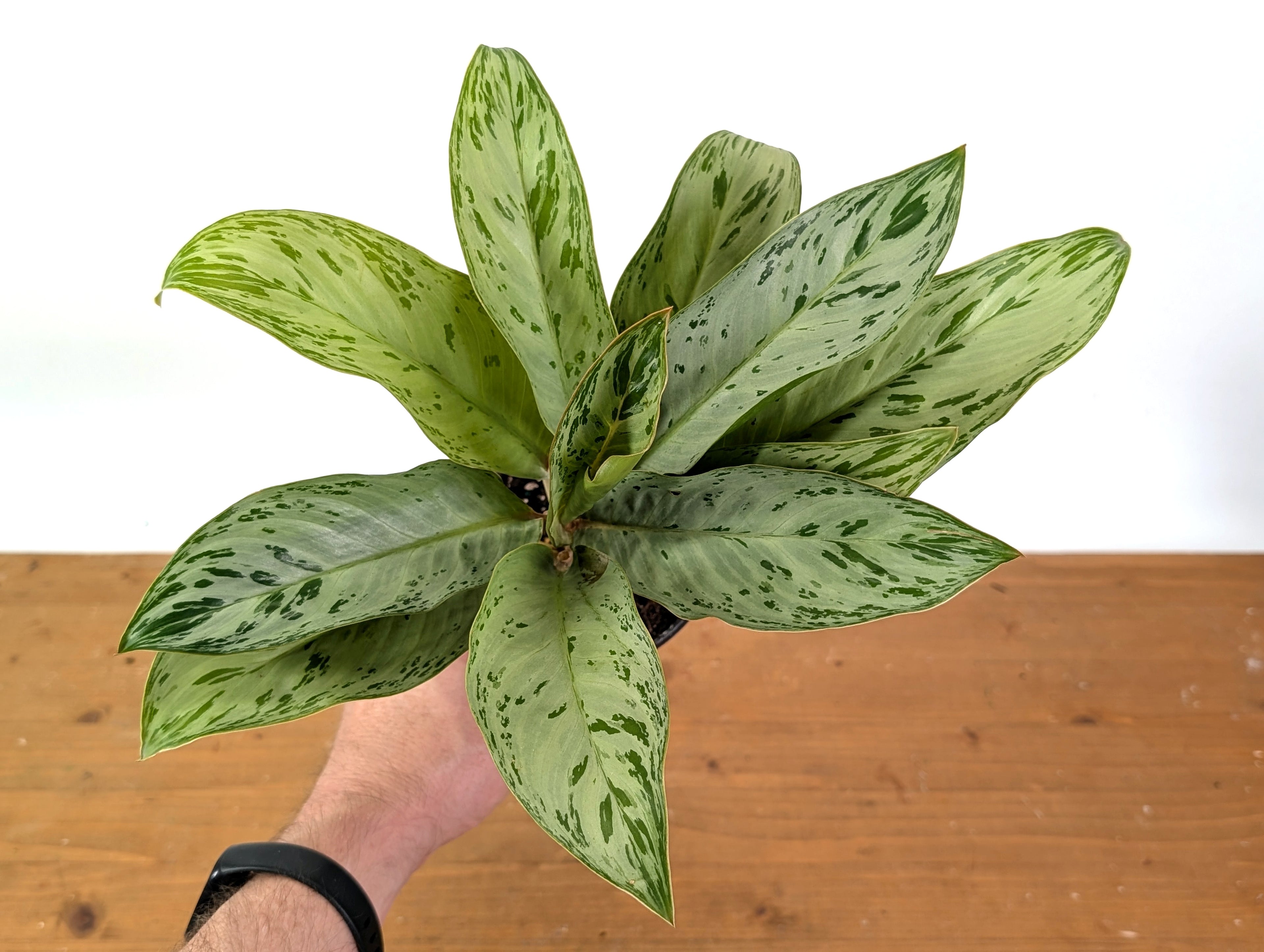 Aglaonema Donatello