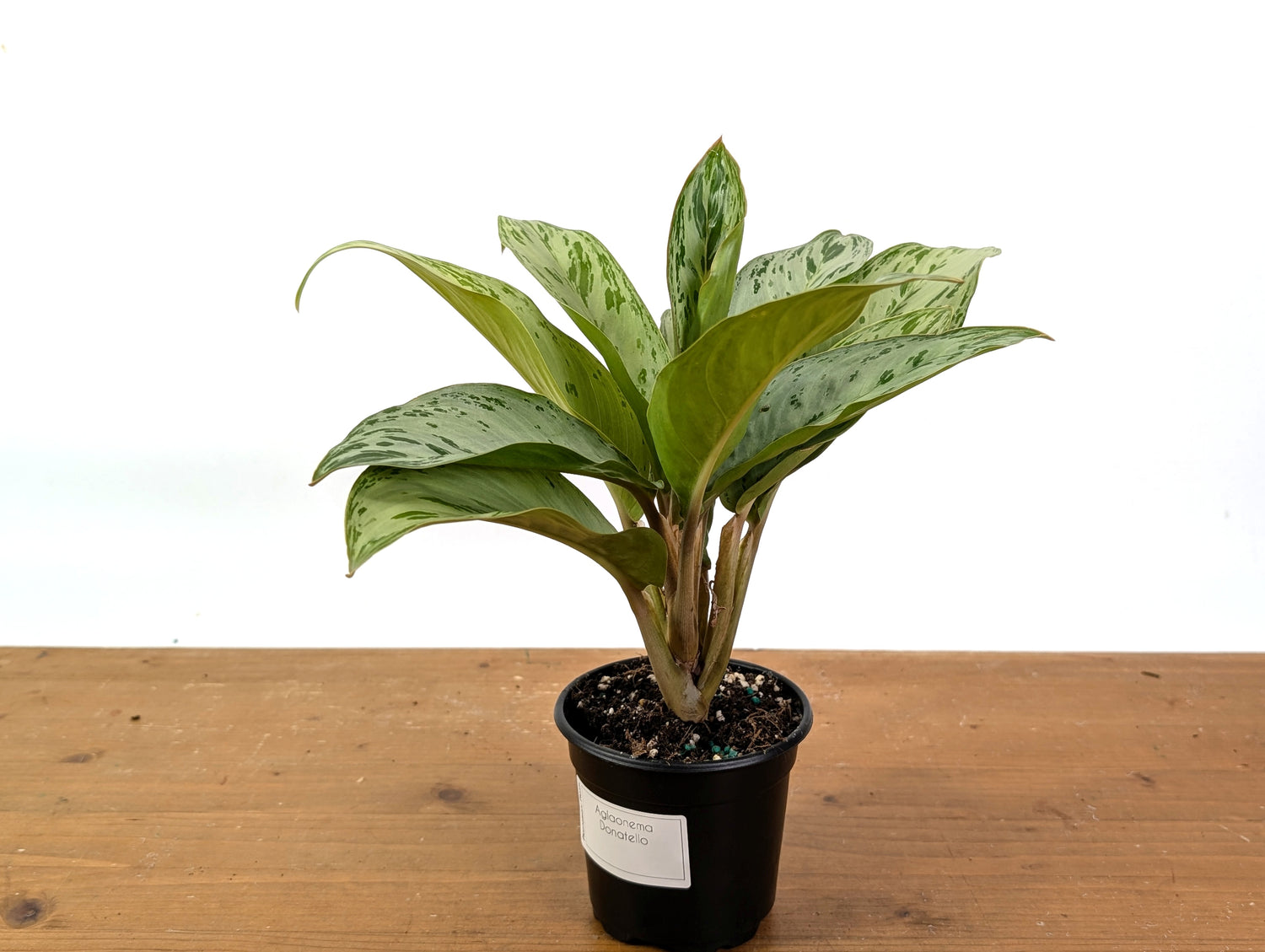 Aglaonema Donatello