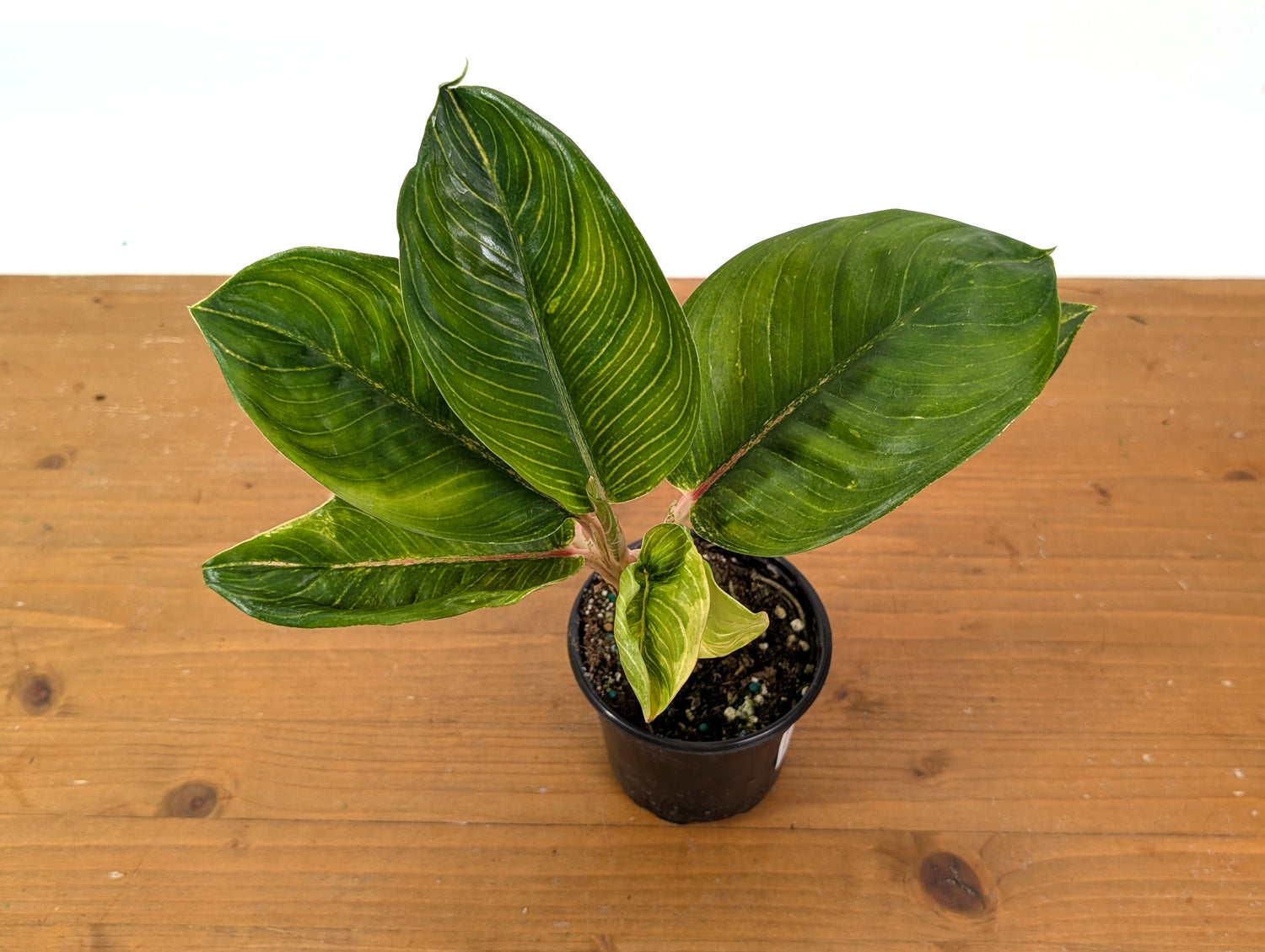 Aglaonema Golden Throne