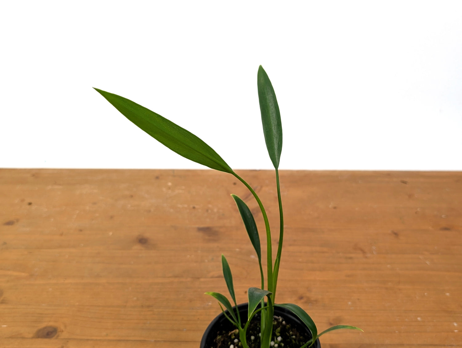 Philodendron Sucre&