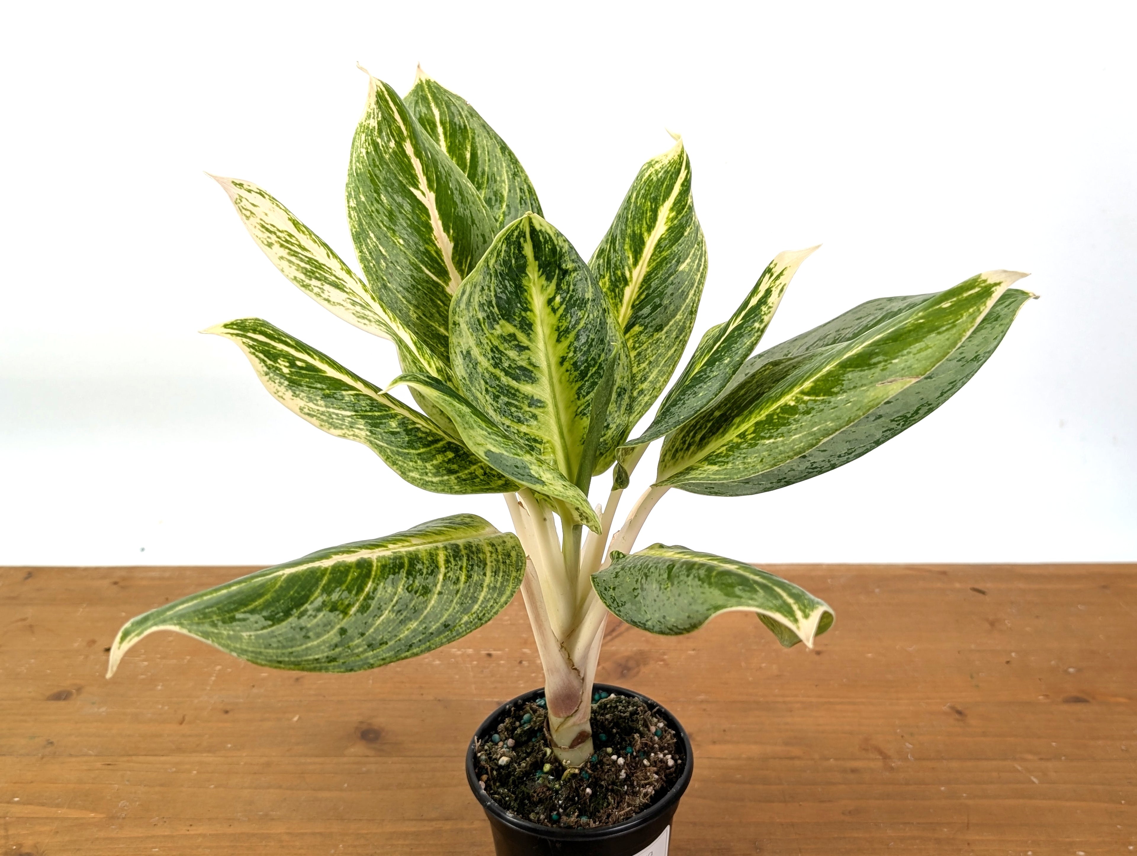 Aglaonema Honey Lemon