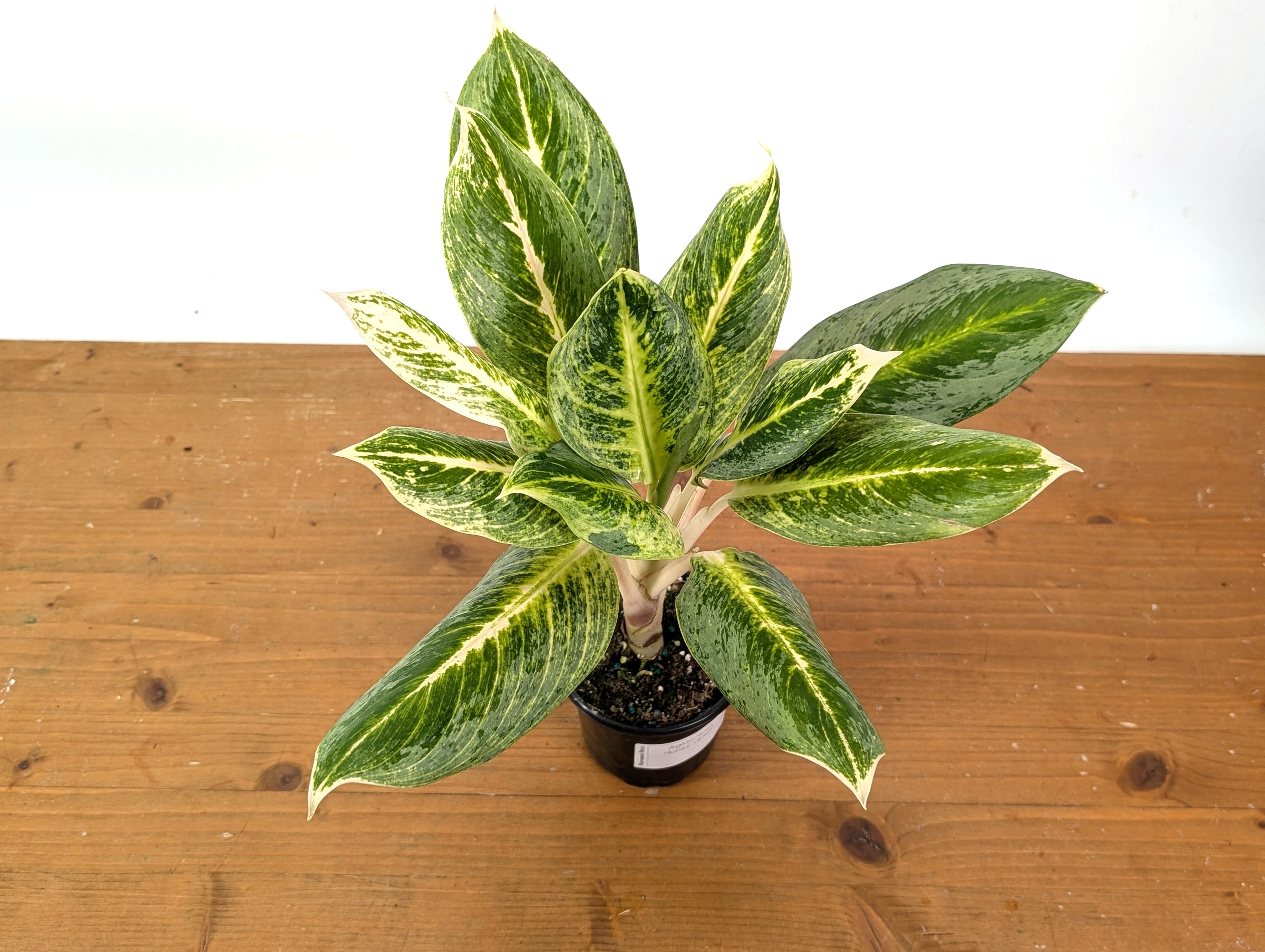 Aglaonema Honey Lemon